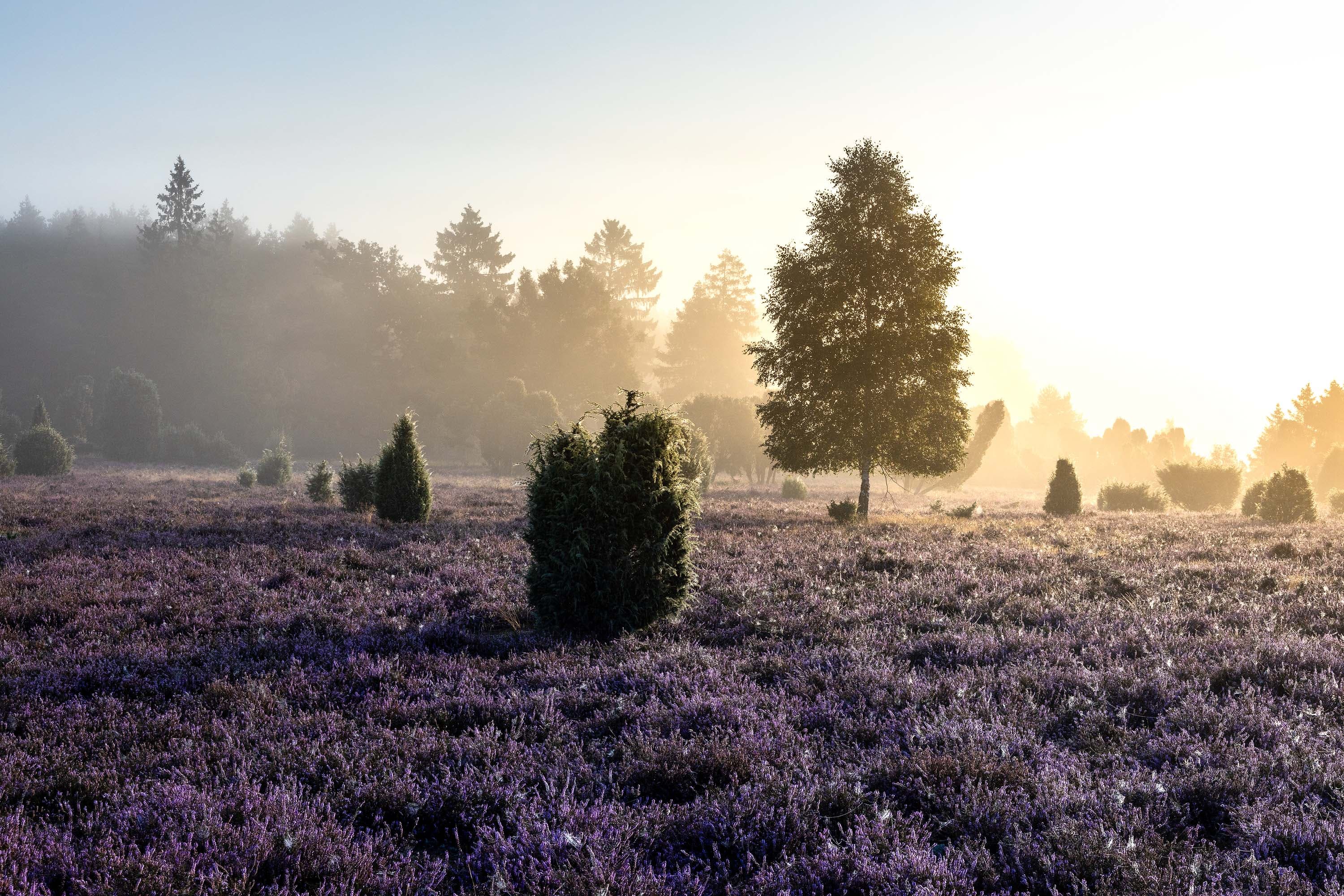 Blick auf den blühenden Hausselberg im Sonnenaufgang im golden Sonnenlicht