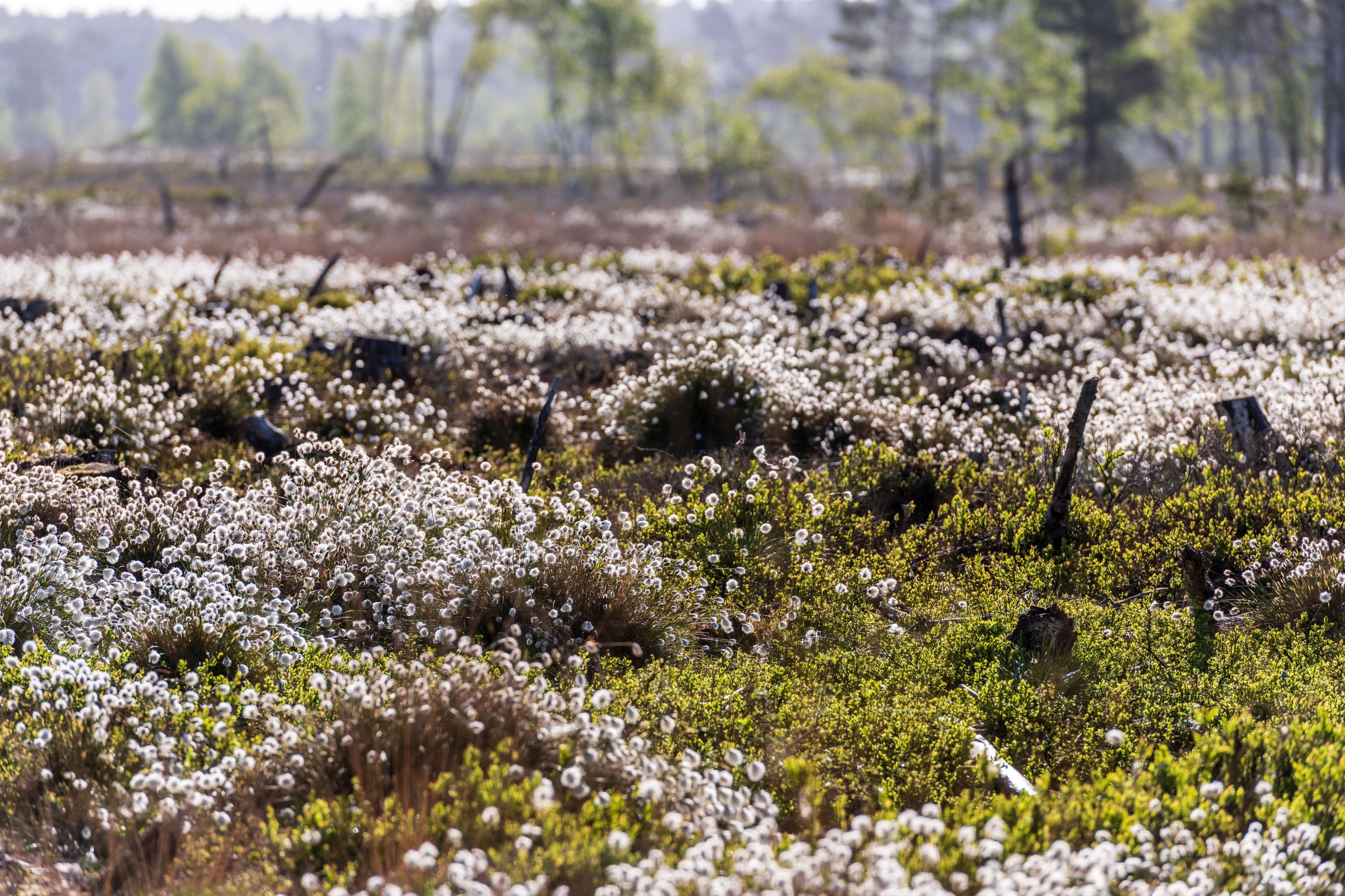 Leuchtende Wollgrasflaeche im Pietzmoor Schneverdingen Lüneburger Heide