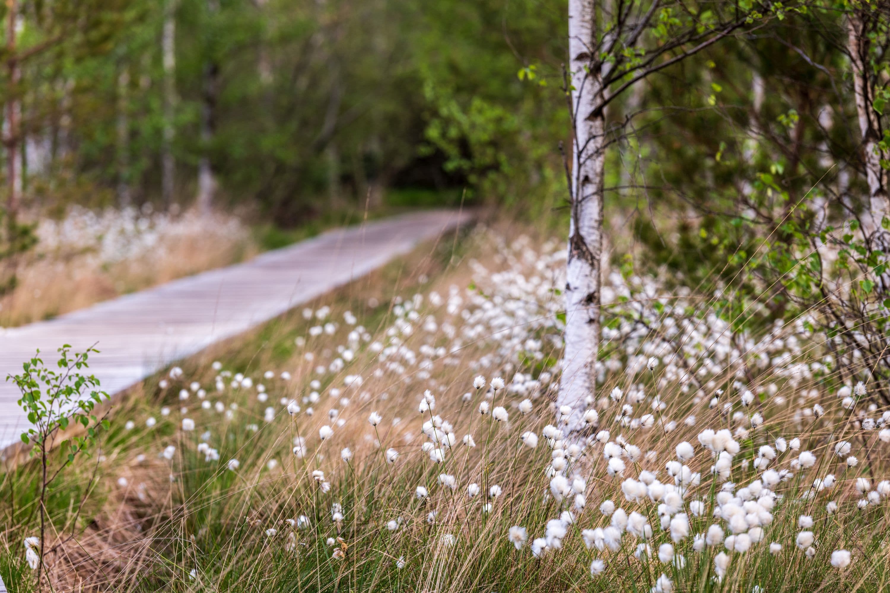 Wollgras am Wegesrand im Pietzmoor Schneverdingen Lüneburger Heide im Frühling mit Bohlenstegen