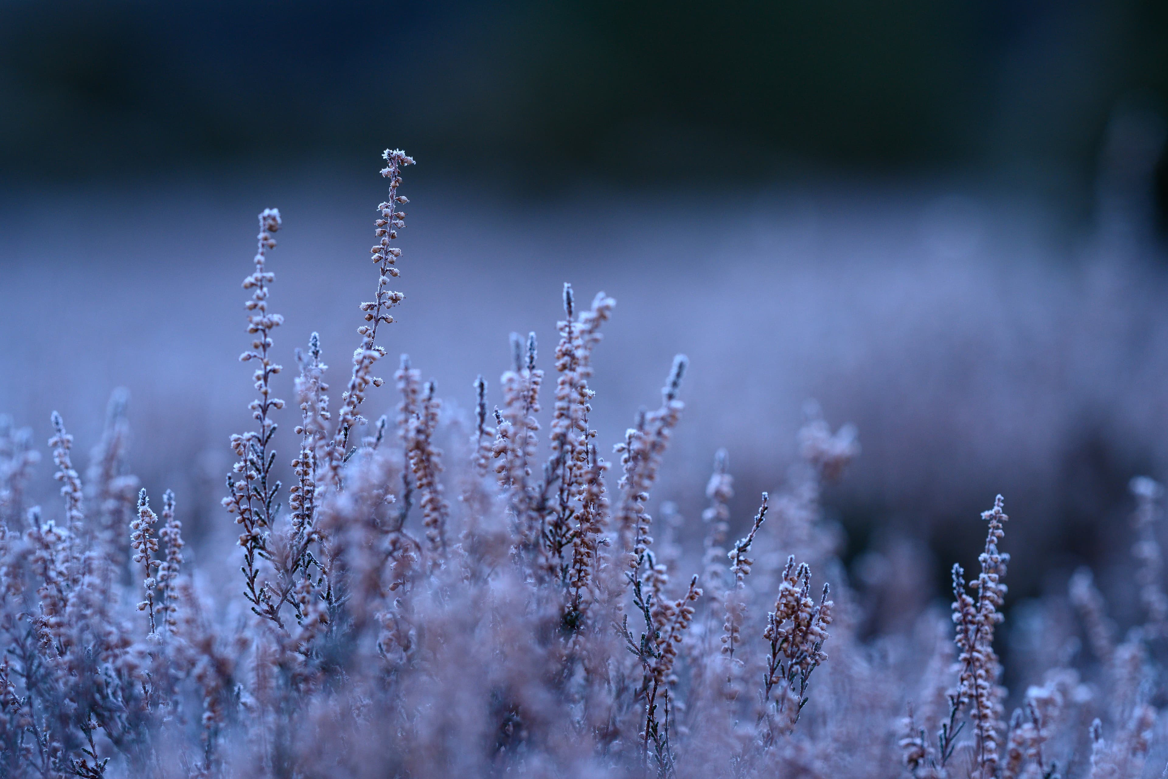 Faßberg Wacholderwald Schmarbeck Winter Frost