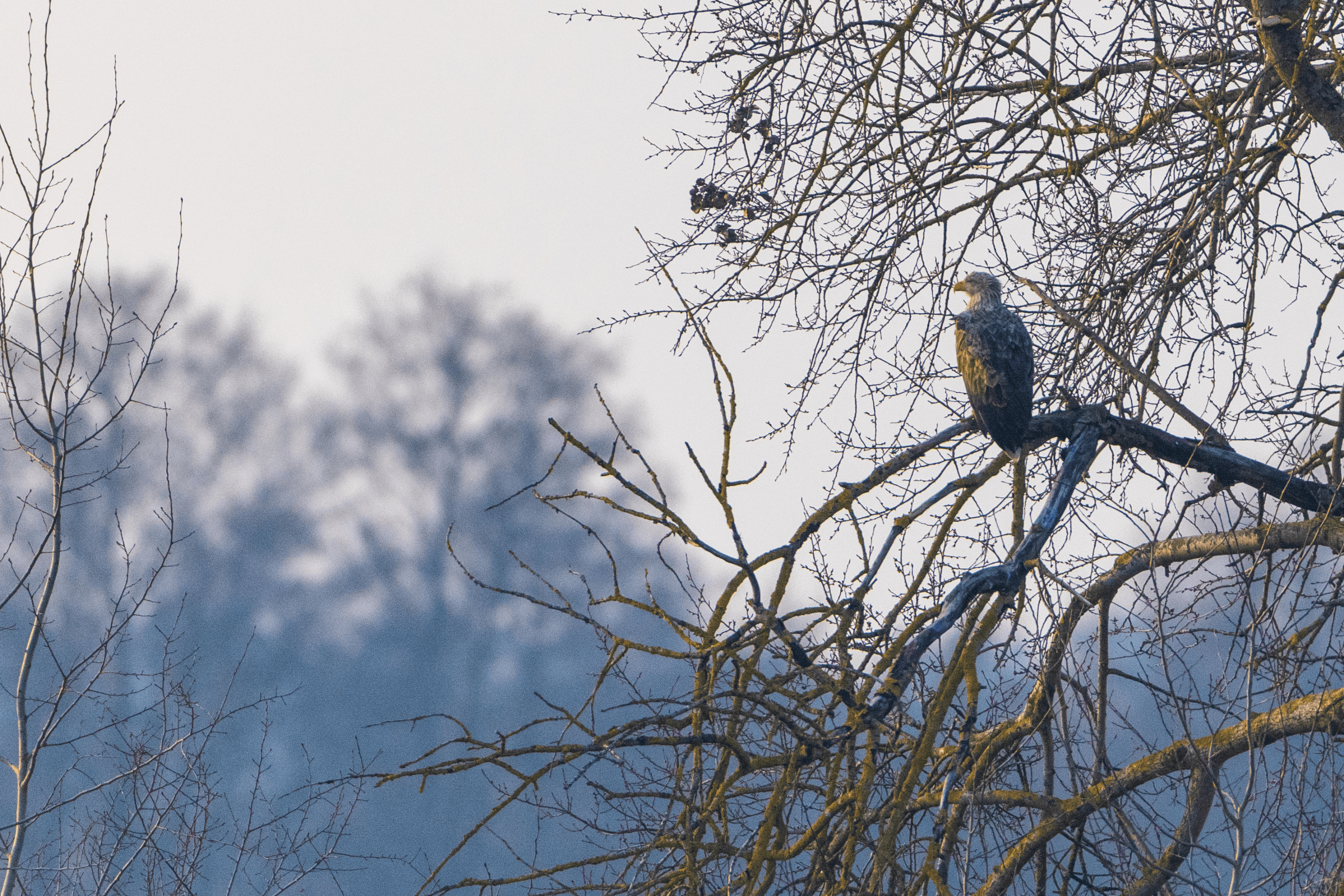 der seeadler ist weider heimisch geworden an den meissendorfer teichen