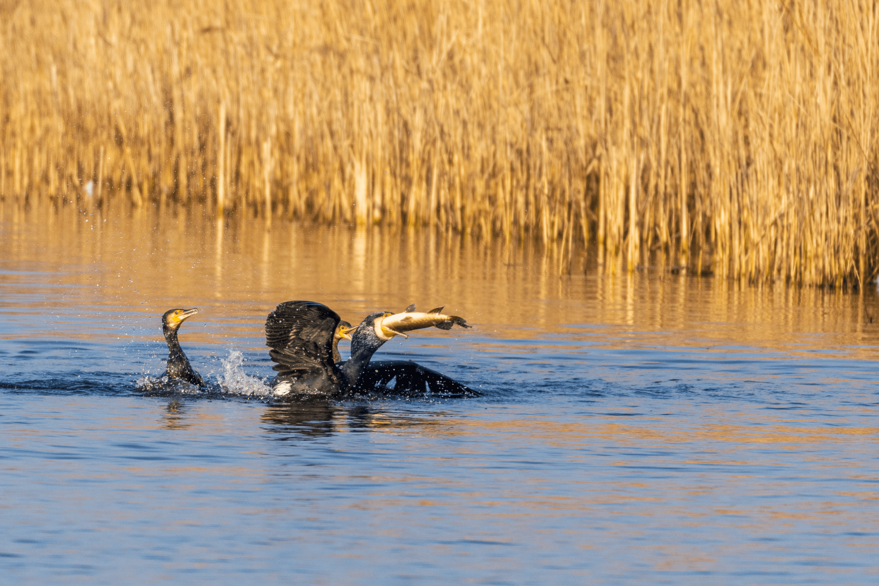 ein kormoran fängt einen hecht an den meissendorfer teichen