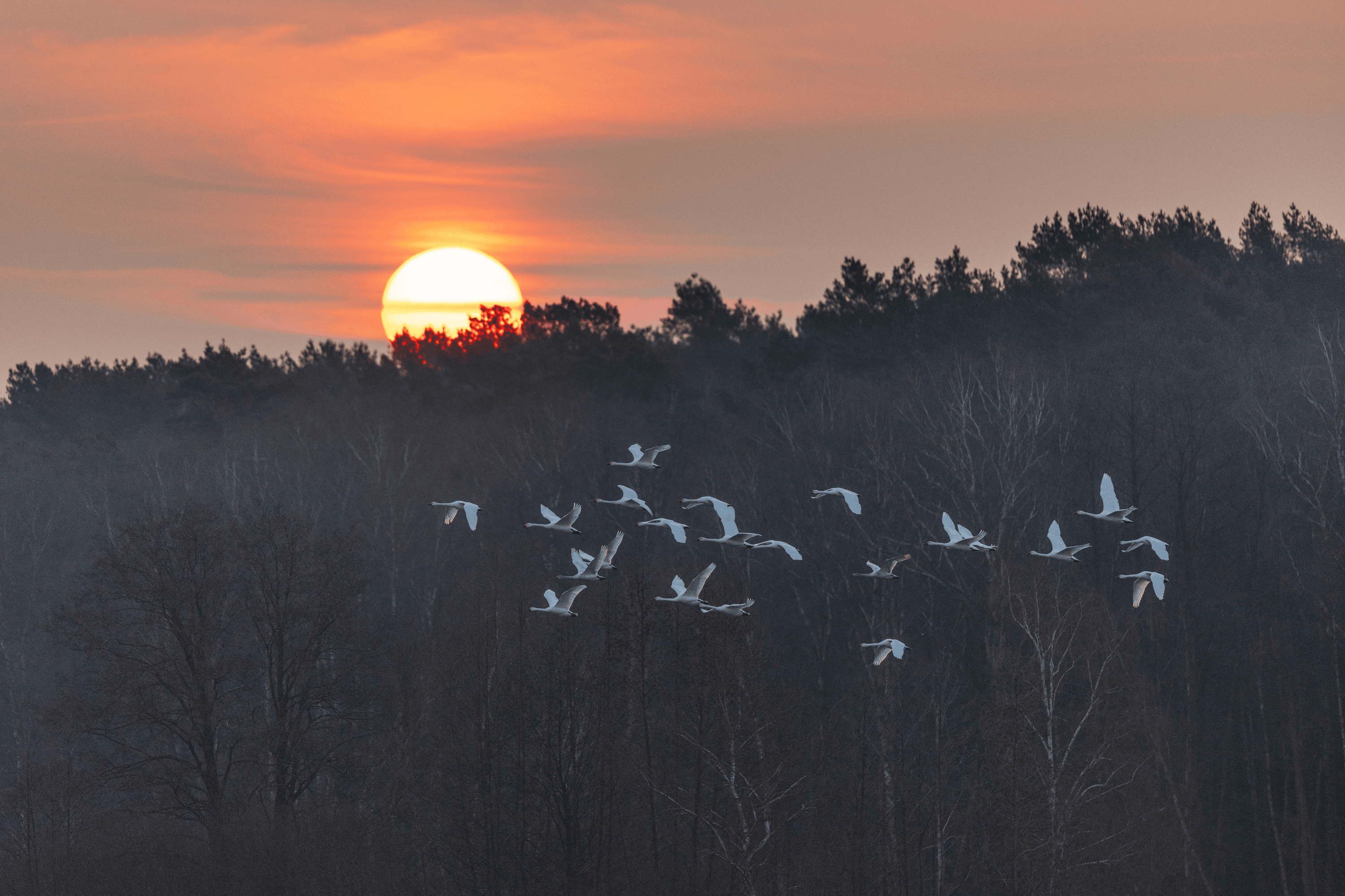 Vogelbeobachtung an den meissendorfer teichen zum sonnenuntergang