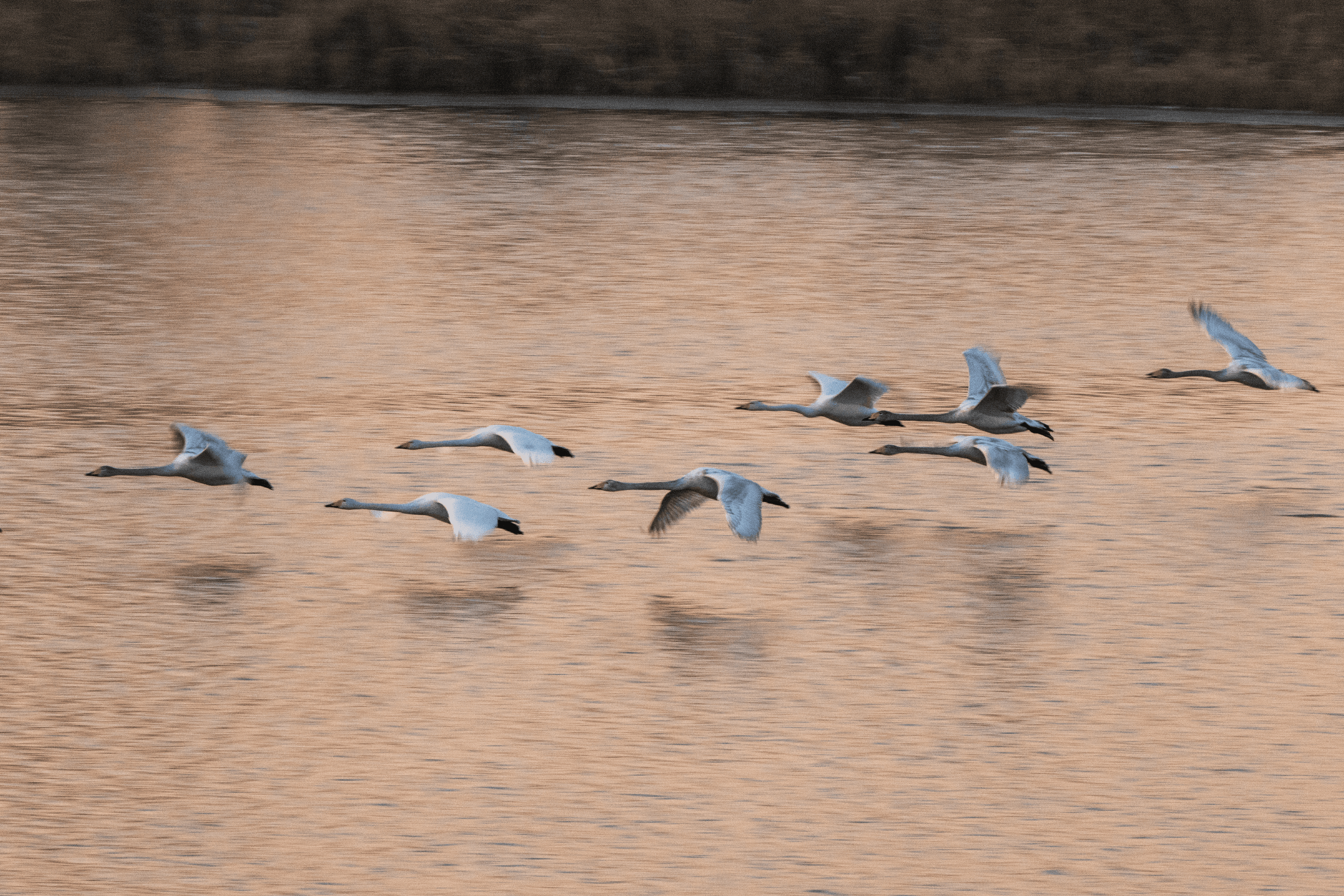 im februar beginnt der vogelzug an den meissendorfer teichen