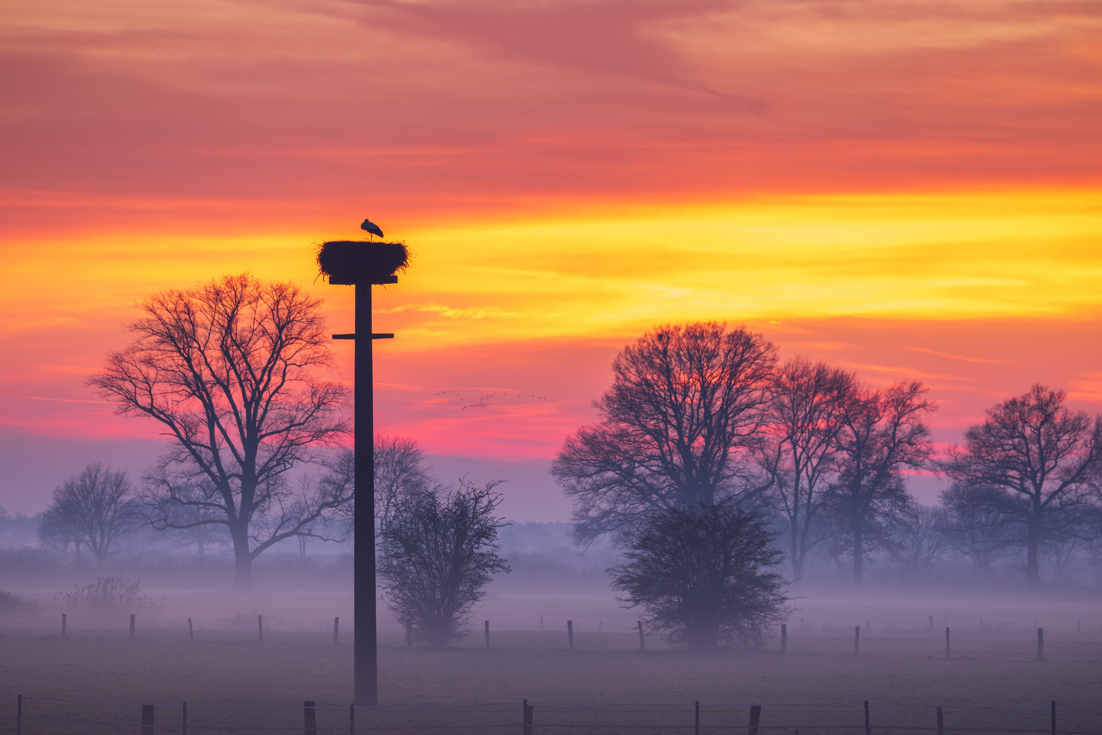 Störche sind Zugvögel, die im Februar zurück in die Lüneburger Heide kommen