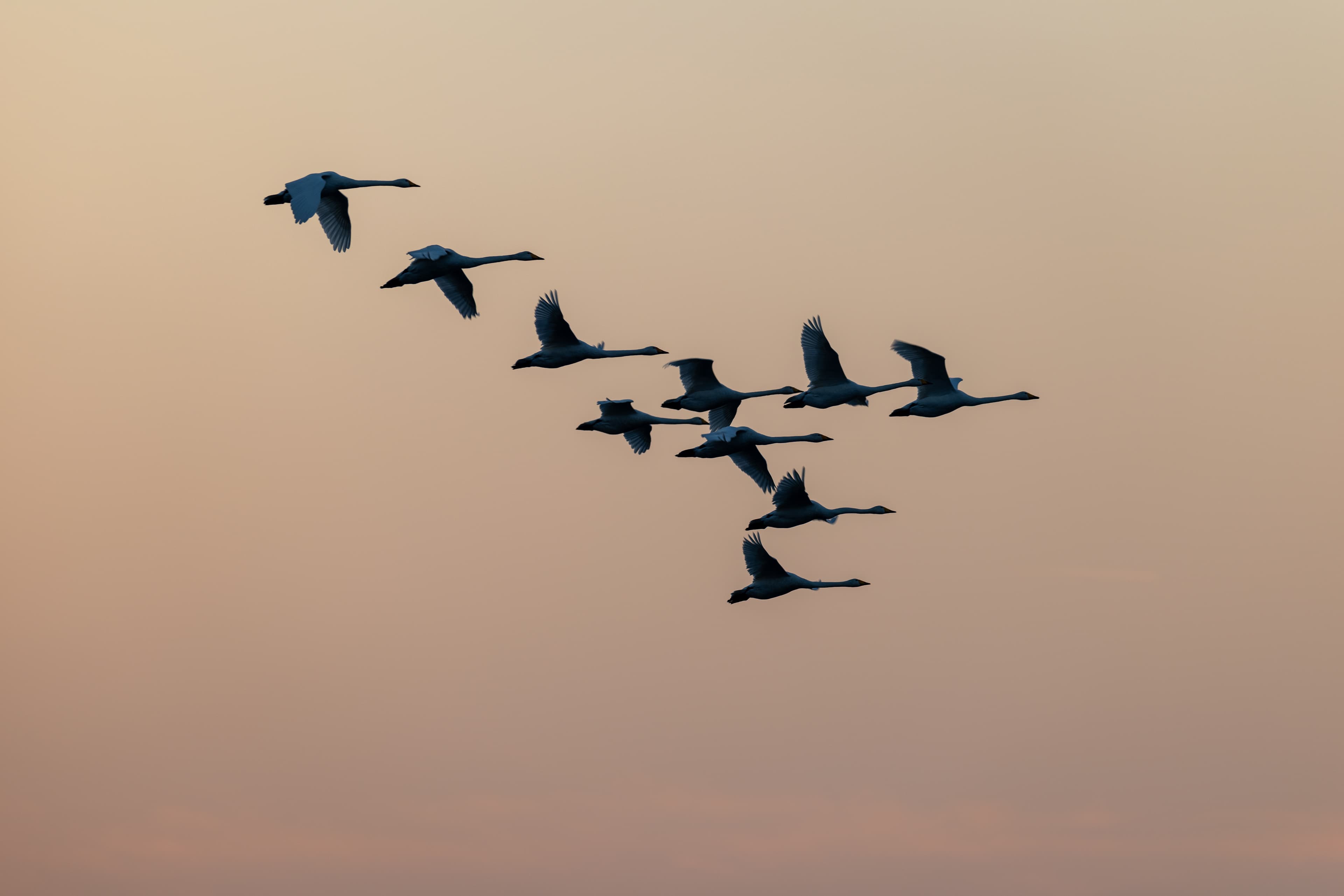 die meissendorfer teiche sind wichtig für die vogelzug, hier rasten viele zugvögel