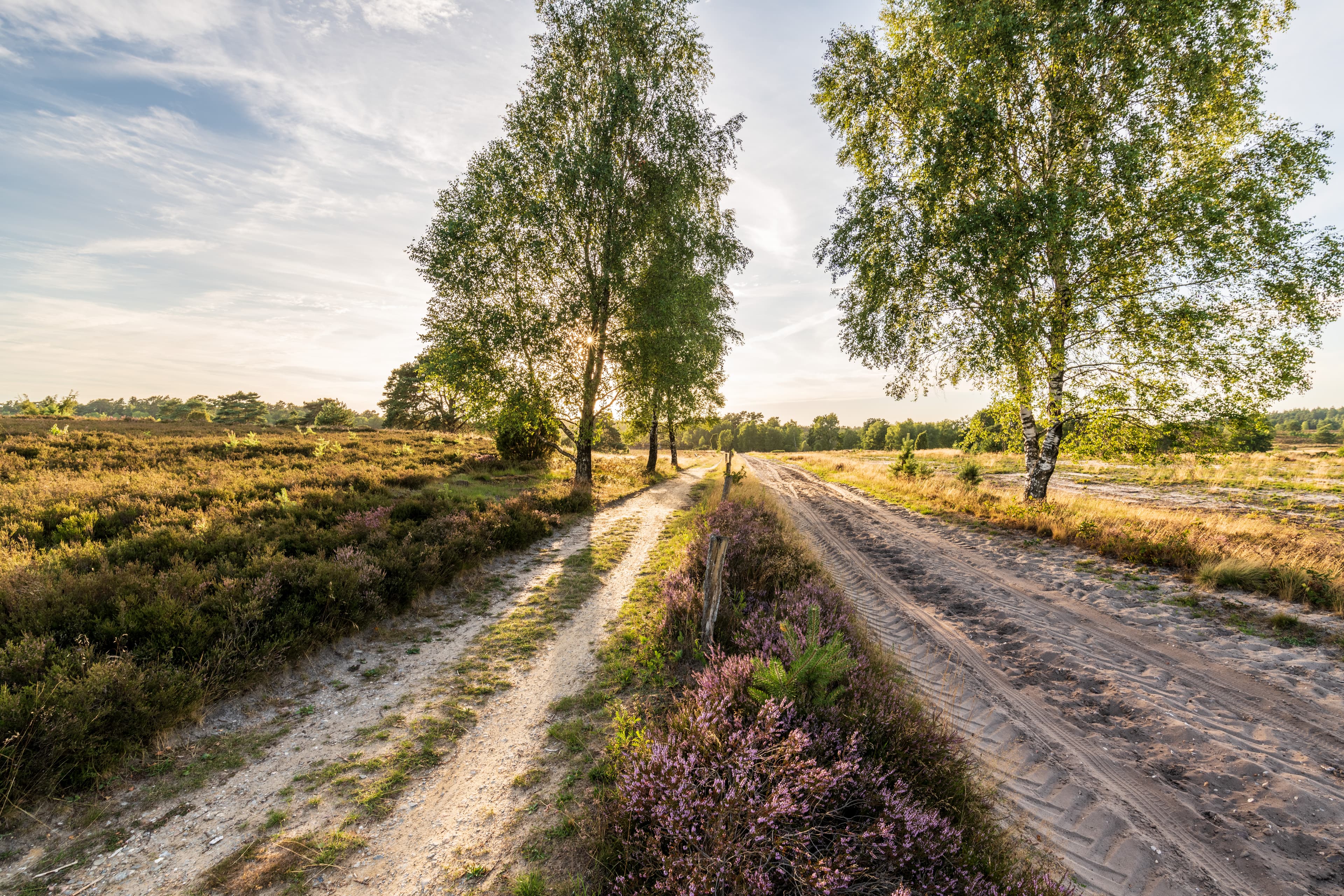 wandern auf der heideschleife radenbachtal ab undeloh durch die lüneburger heidehiking on the heath loop radenbachtal from undeloh through the lüneburg heathvandring på hedesløjfen radenbachtal fra undeloh gennem den lüneburgske hedewandelen op de heidelus radenbachtal van undeloh door de lüneburger heide