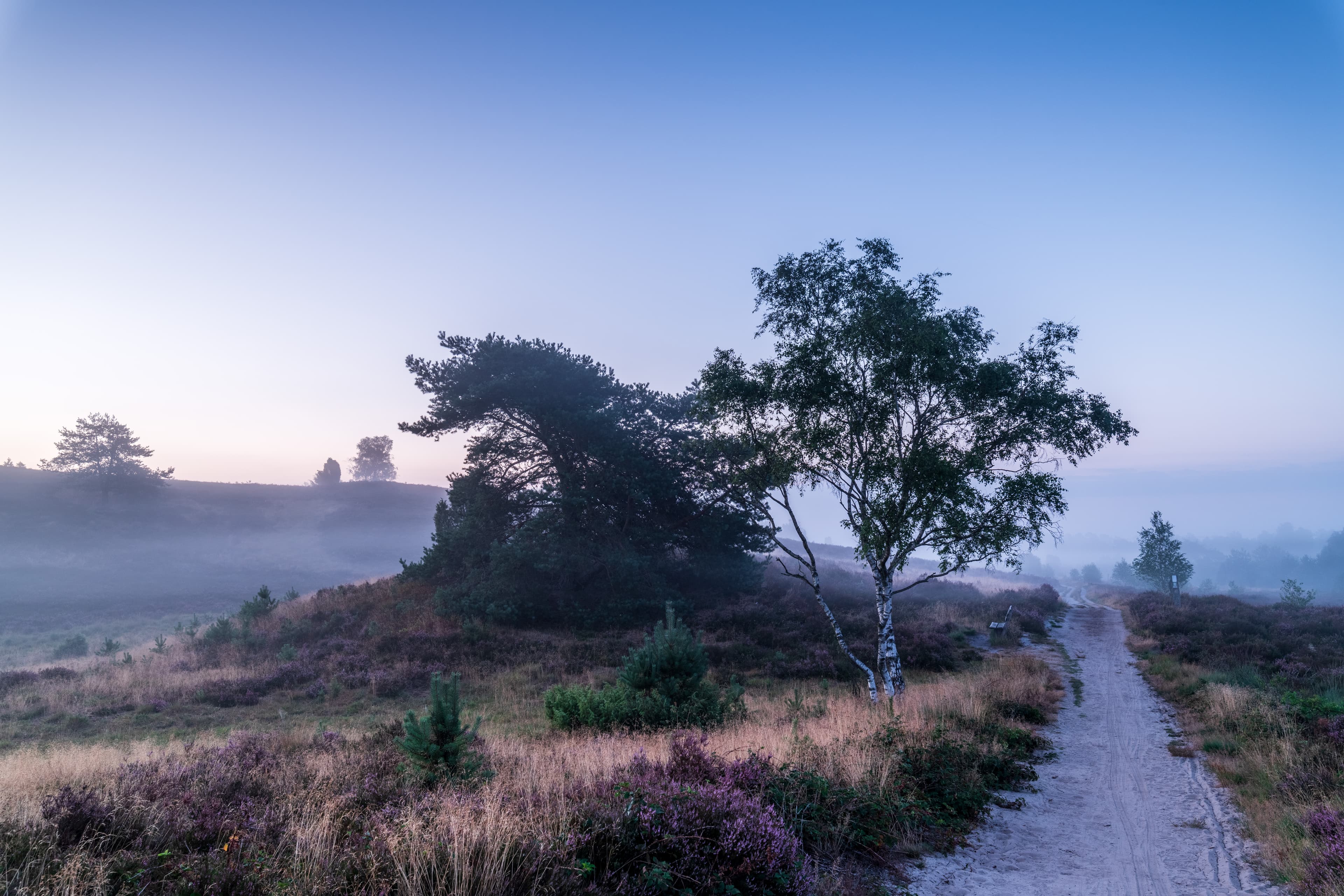 Wanderung im Radenbachtal morgens früh ab UndelohHike in the Radenbach valley early in the morning from UndelohVandretur i Radenbach-dalen tidligt om morgenen fra UndelohWandeling in het Radenbachtal 's ochtends vroeg vanuit Undeloh