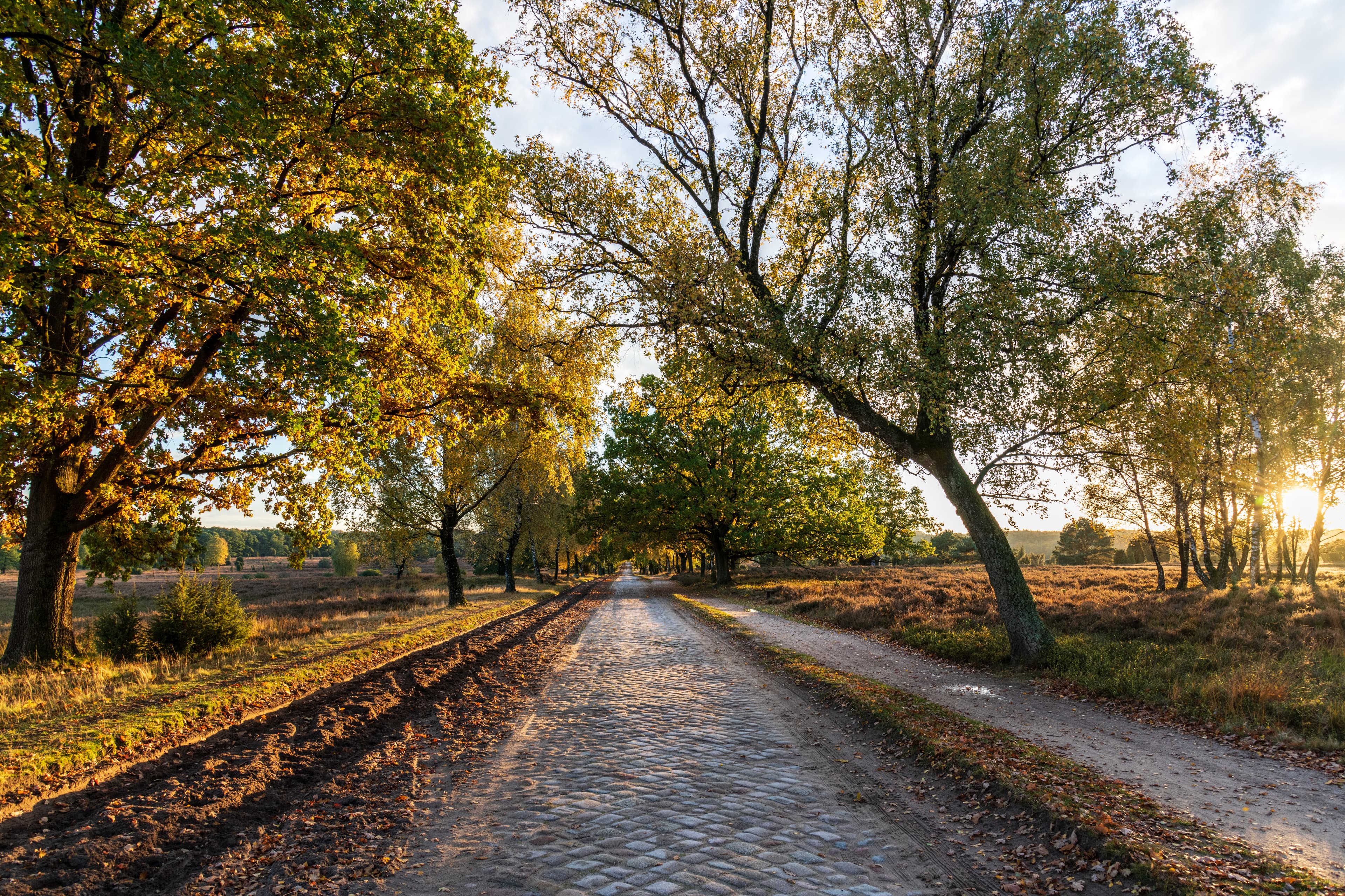 einer der haupt wanderwege in der heide ist die strasse von undeloh nach wilsede