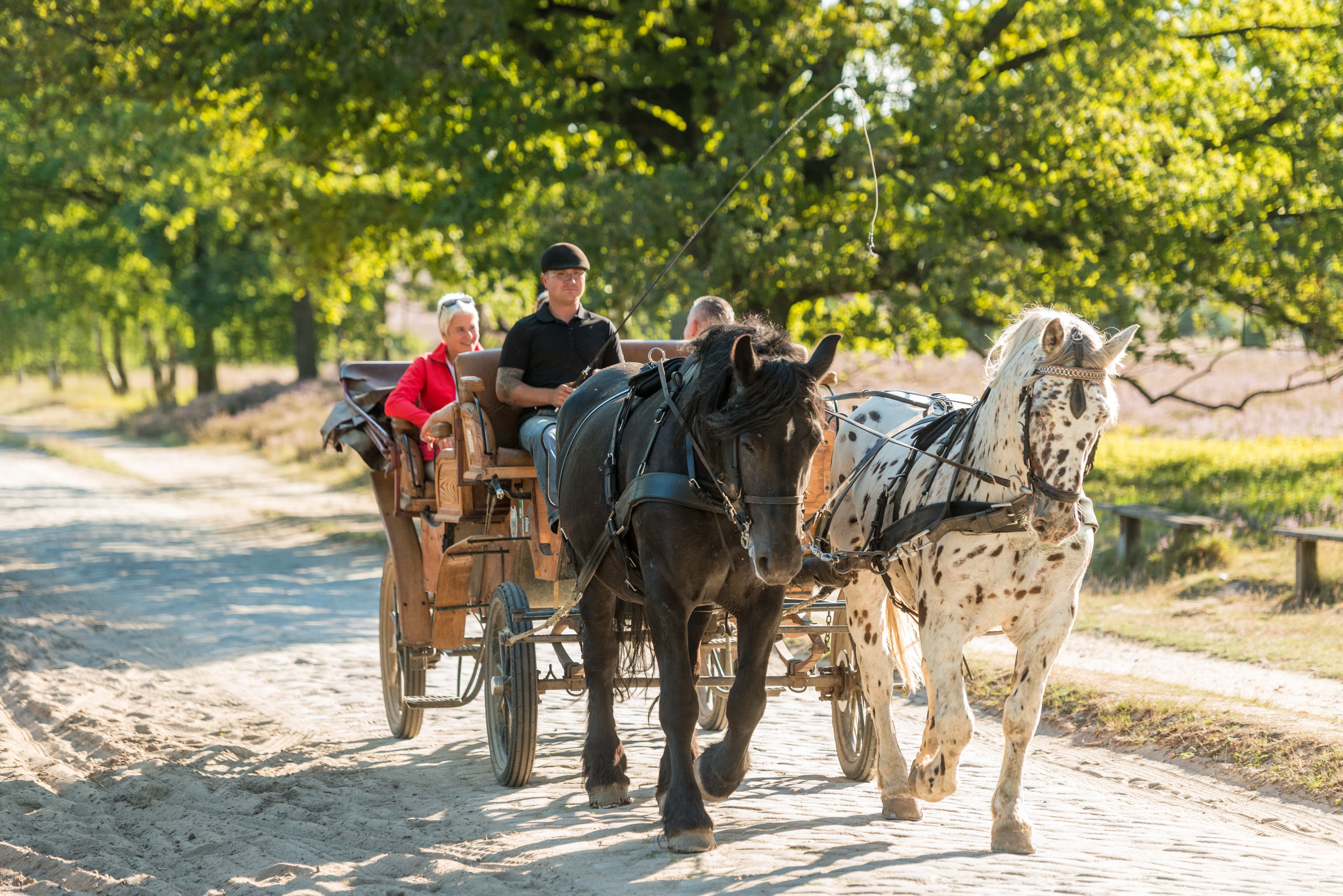 ab undeloh fahren die meisten kutschen in die lüneburger heide