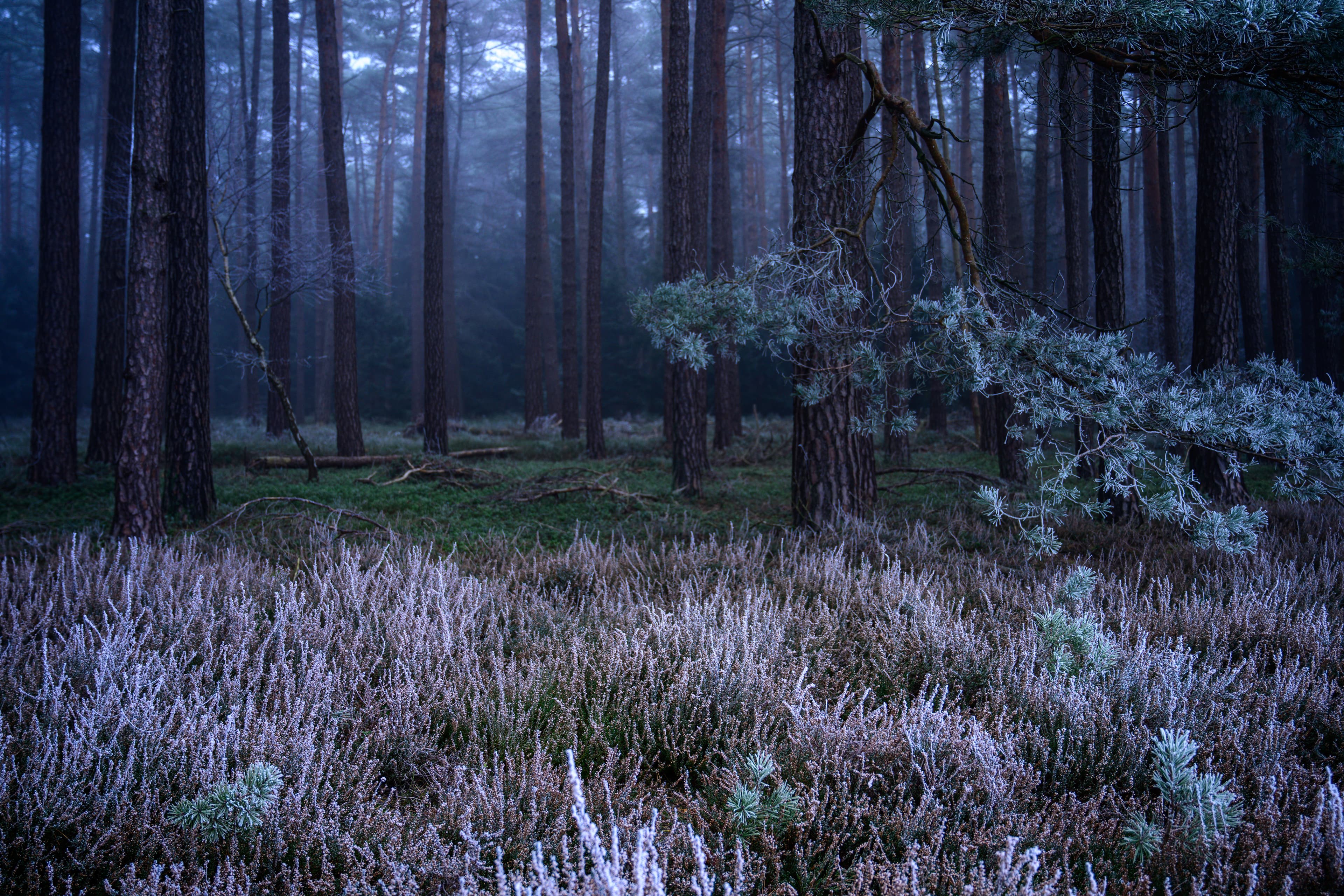 Hermannsburg Misselhorner Heide WinterHermannsburg Misselhorner Heide WinterHermannsburg Misselhorner Heide WinterHermannsburg Misselhorner Heide Winter