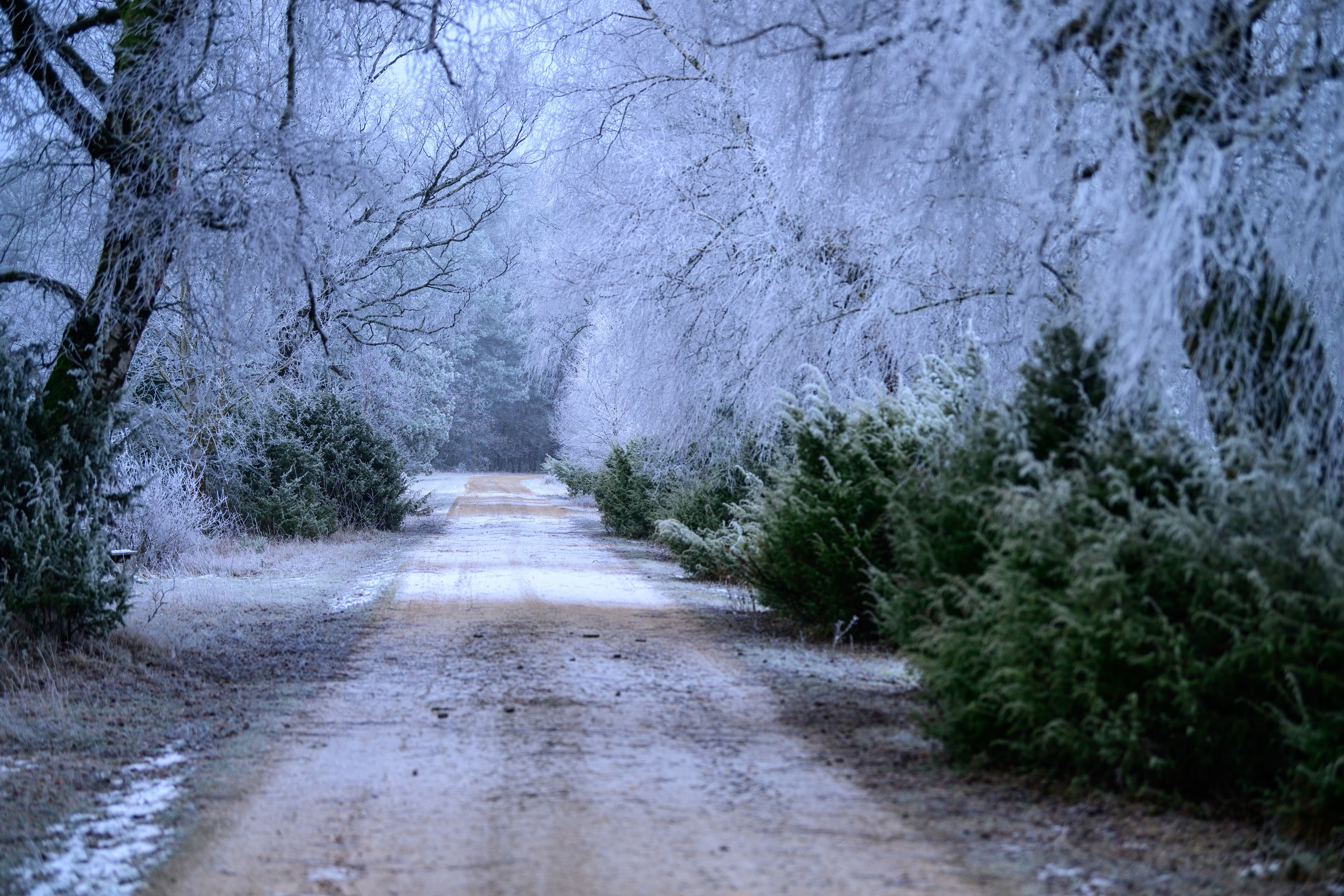 Hermannsburg Misselhorner Heide WinterHermannsburg Misselhorner Heide WinterHermannsburg Misselhorner Heide WinterHermannsburg Misselhorner Heide Winter