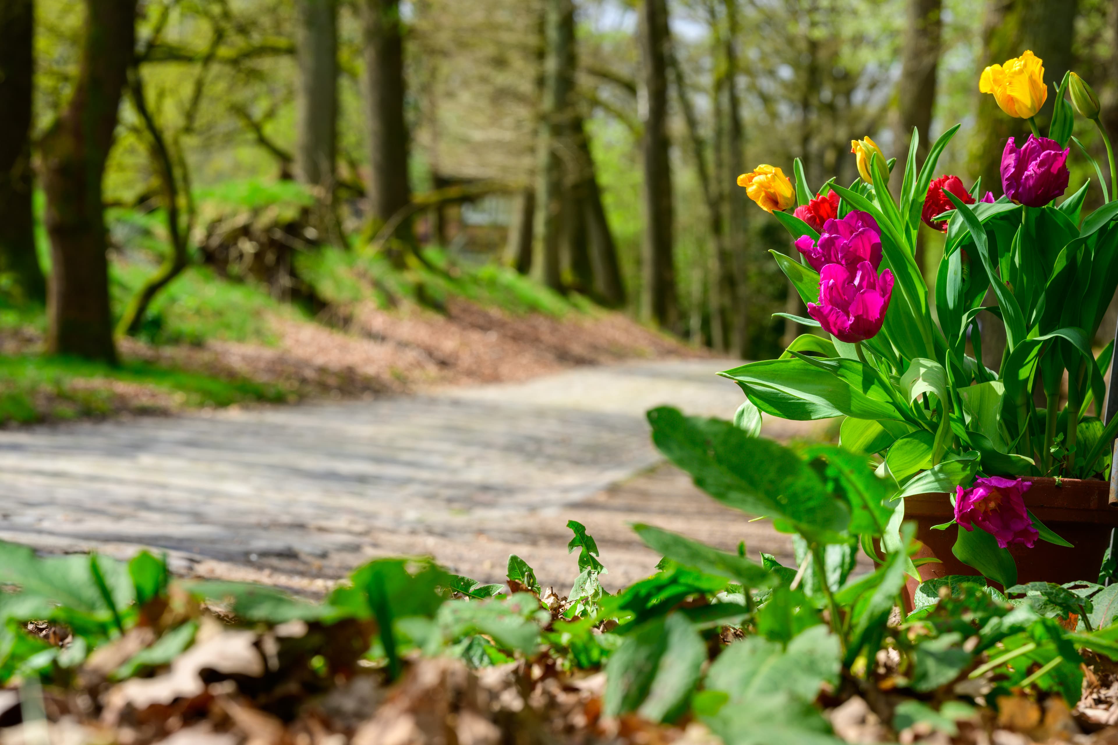 Tulpen am Wegesrand in Wilsede auf dem Heidschnuckenweg im Frühling
