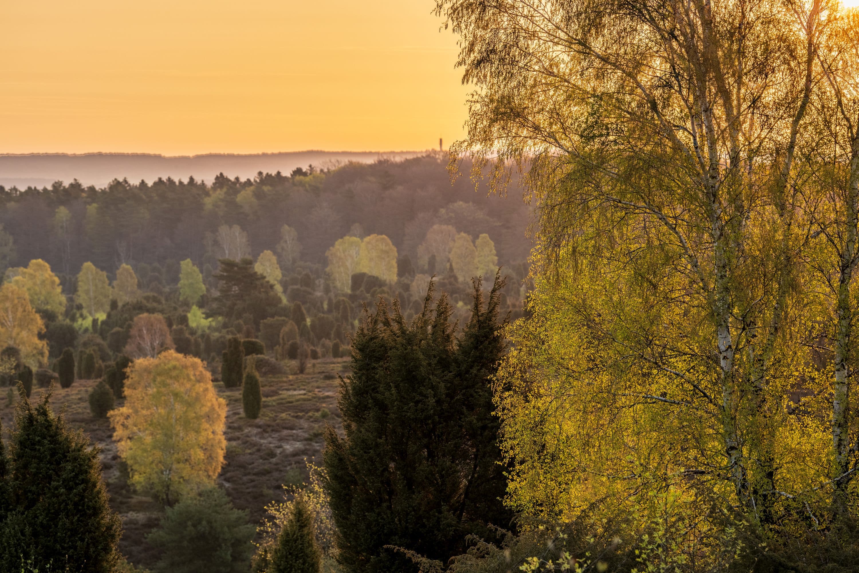 Von der Morgensonne erleuchtete Birkem am Wilseder Berg in der Lüneburger Heide
