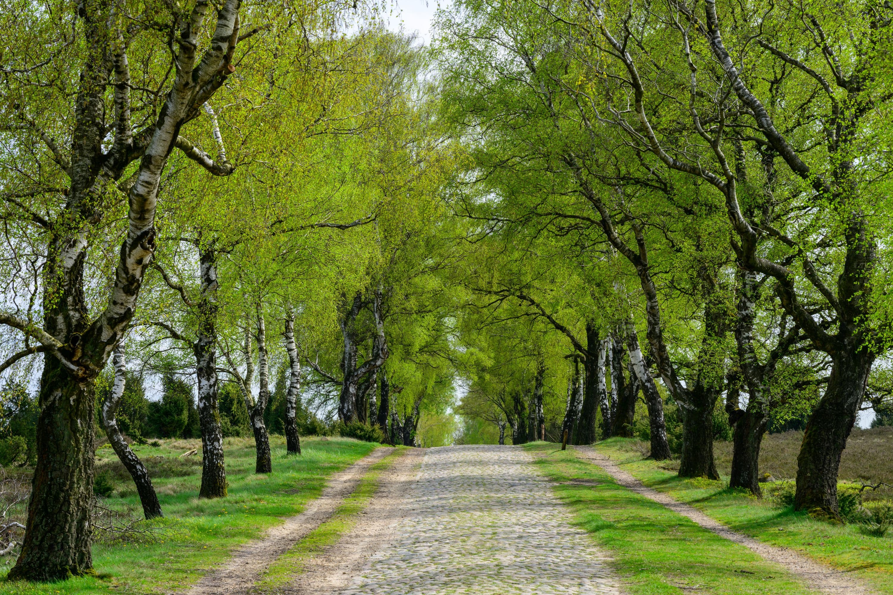 Birkenallee Richtung Wilsede in der Lüneburger Heide Naturschutzgebiet