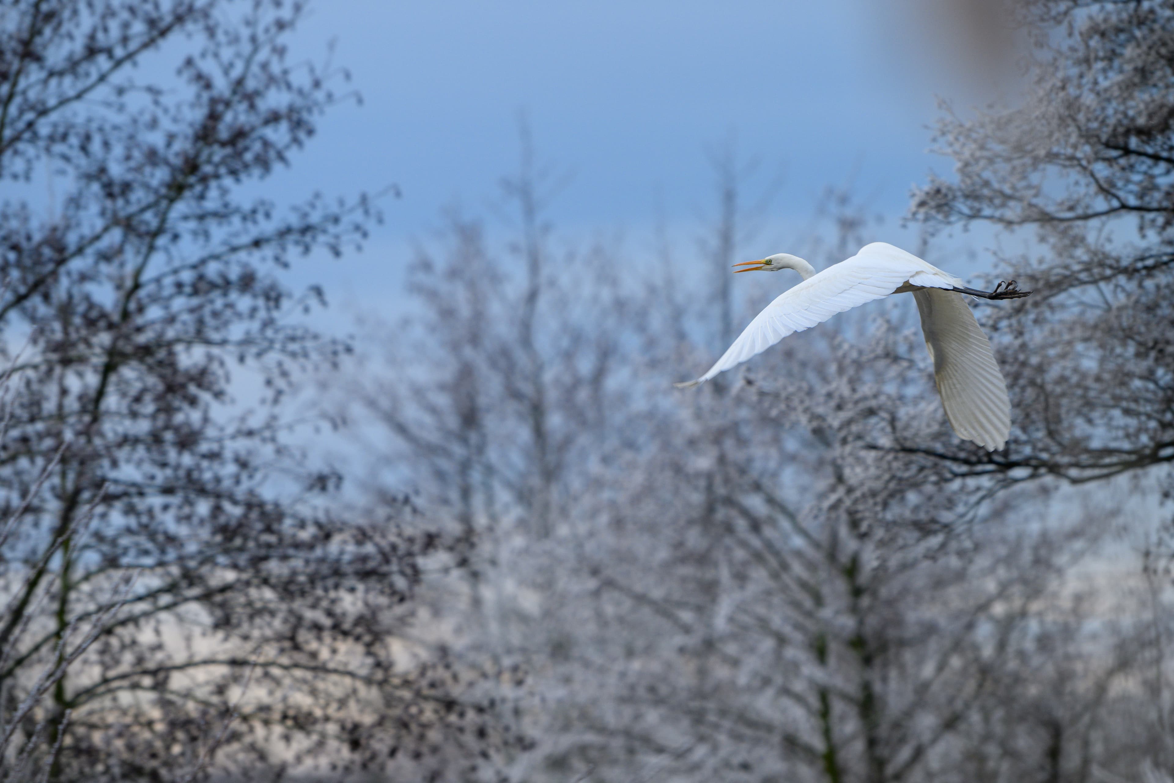 Meißendorfer Teiche Winter Vogel