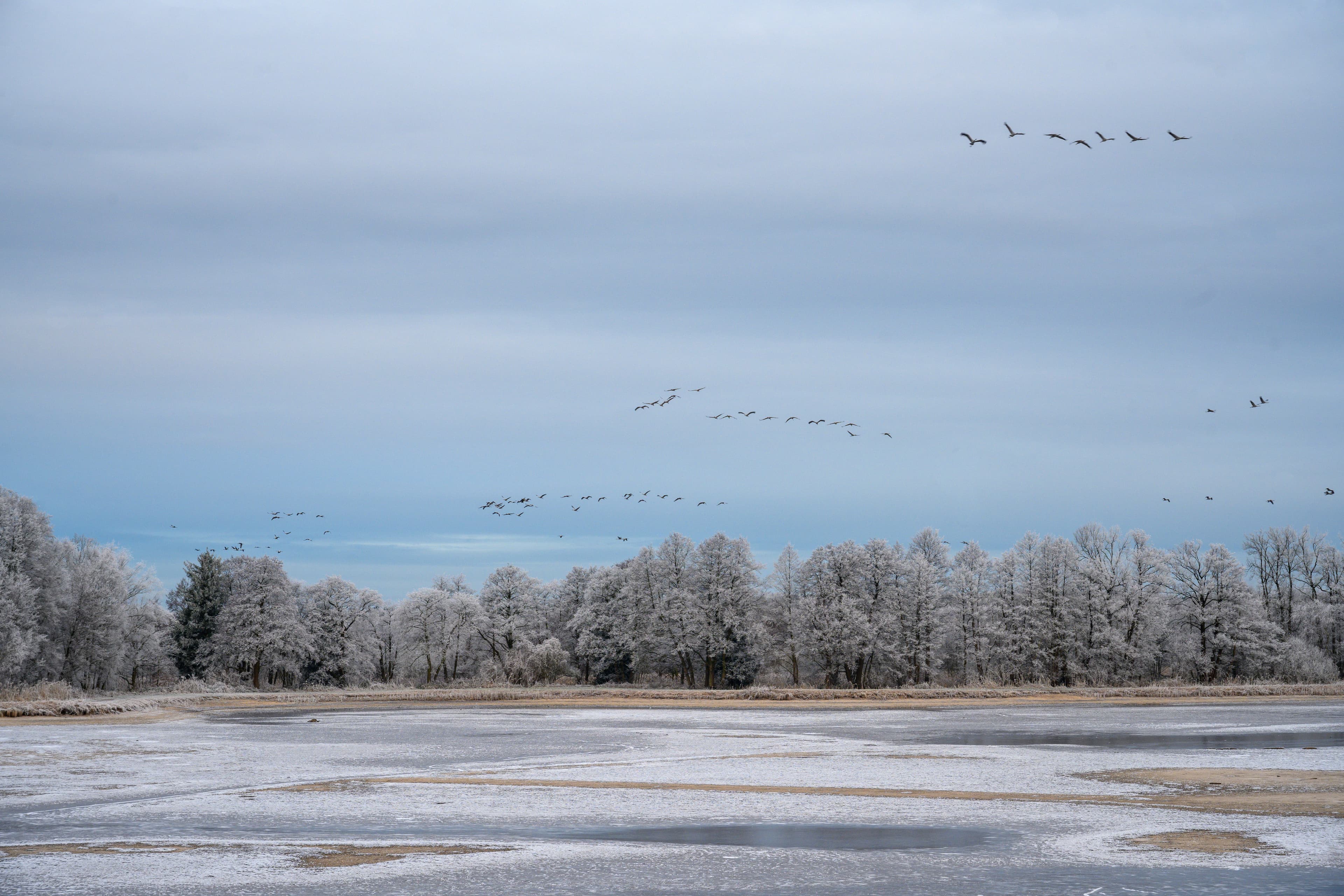 Vögel Meißendorfer Teiche Winter