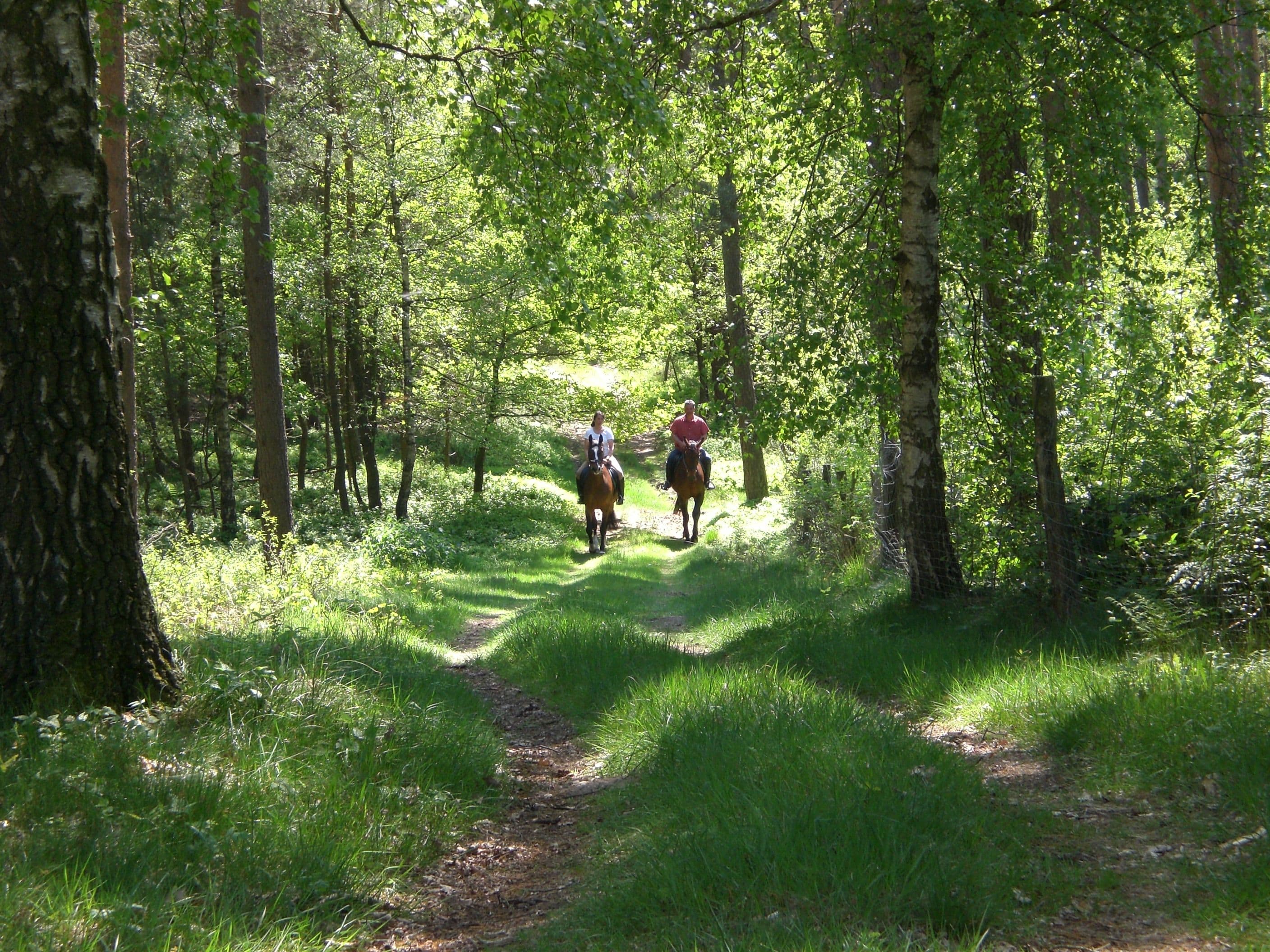 Reitweg von der Ferienwohnung Buchenhof Haberzettl