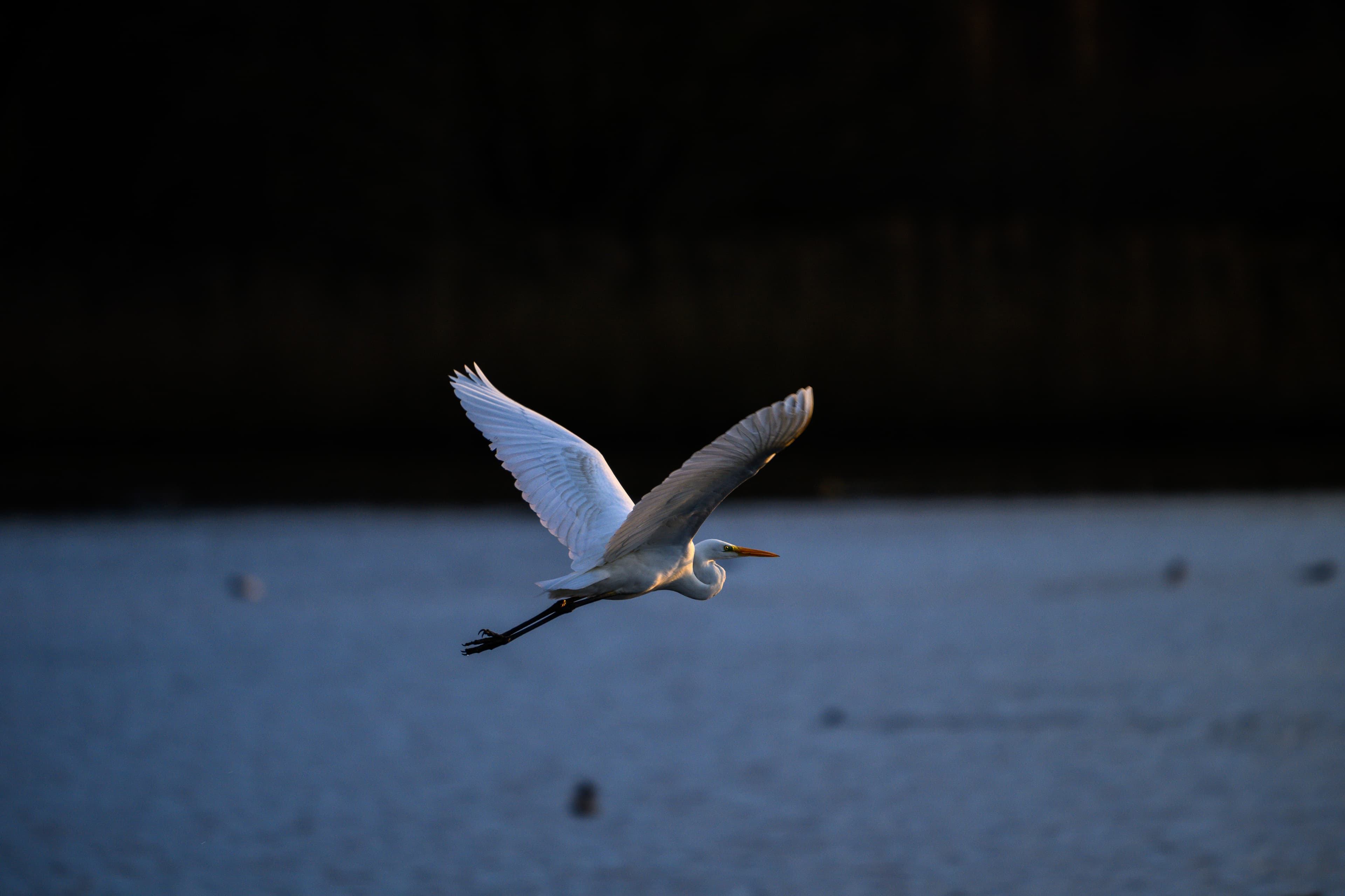 Winsen Meißendorfer Teiche Abend Zugvögel