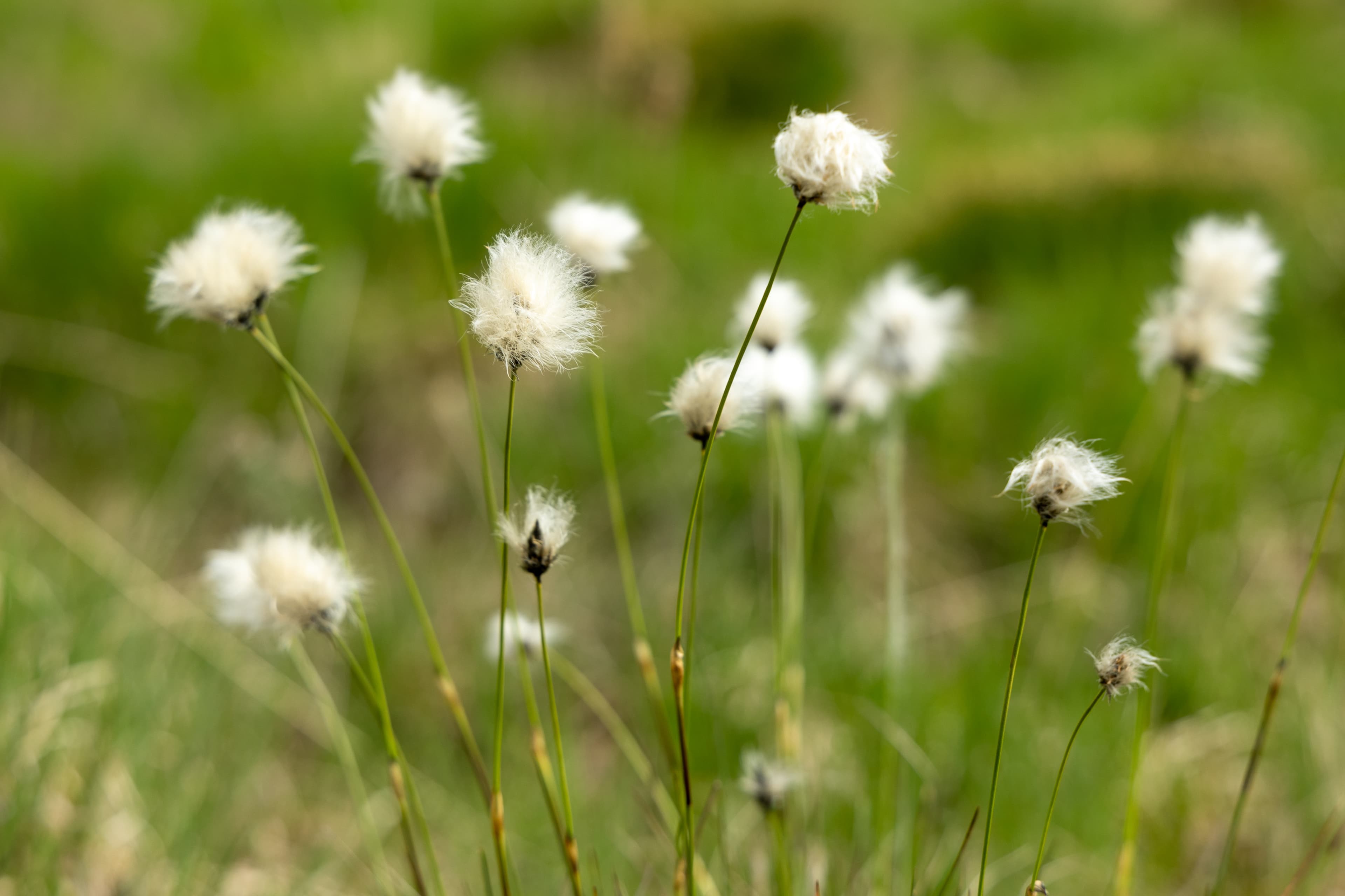 Die Wollgrasblüte im Moor