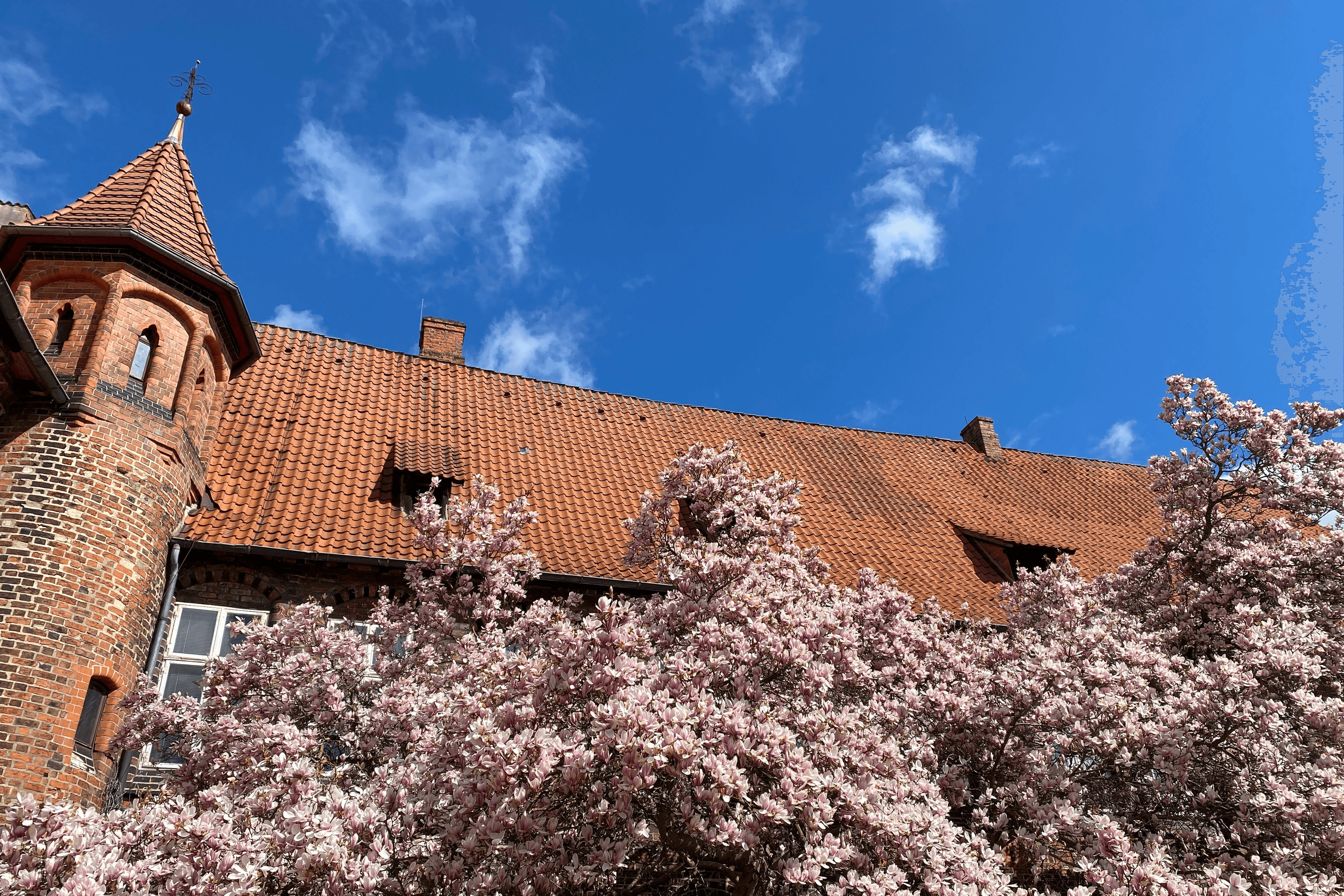 Magnolienblüte im Rathausgarten Lüneburg