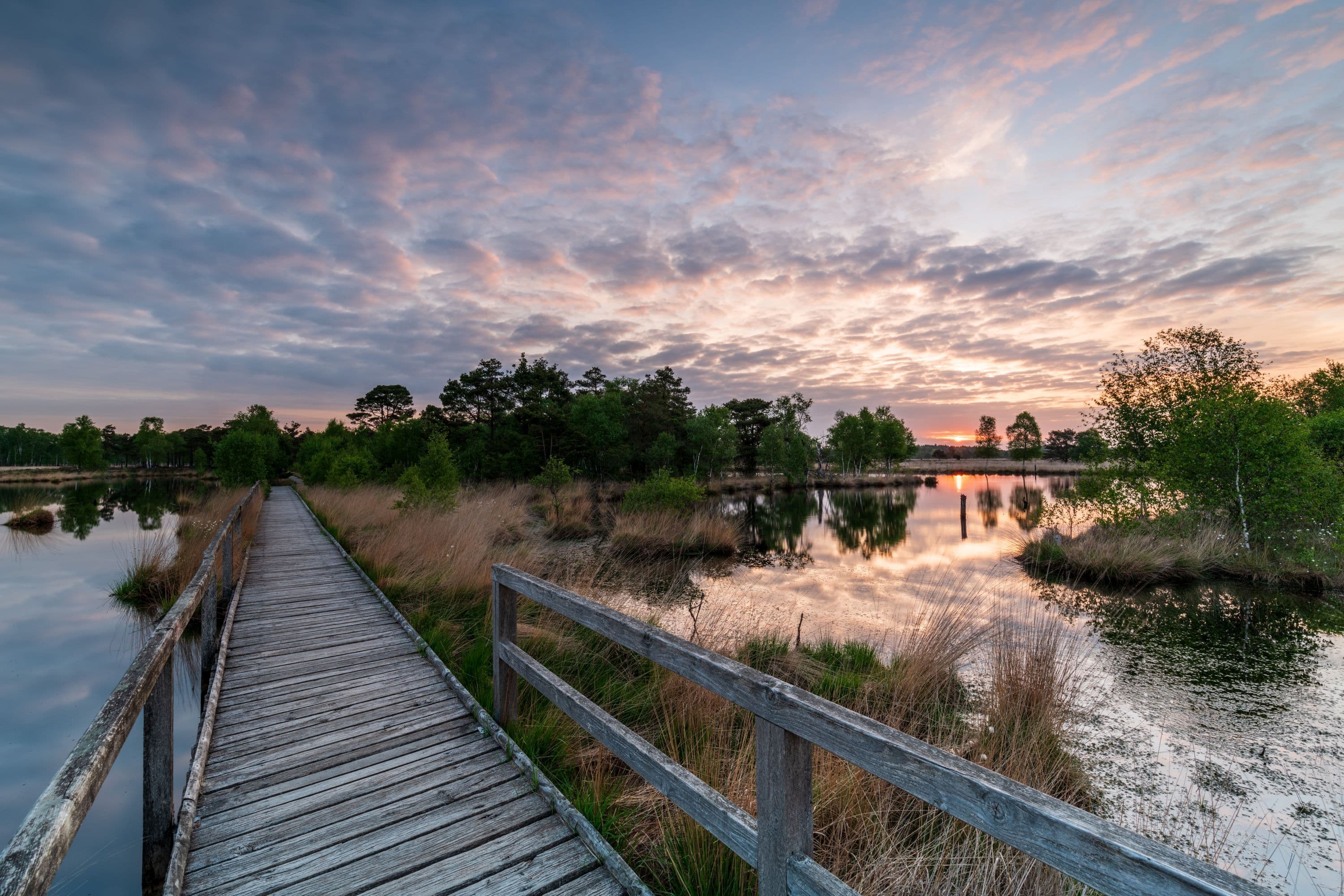 Morgensonne im Pietzmoor bei Schneverdingen in der Lüneburger Heide im Frühling