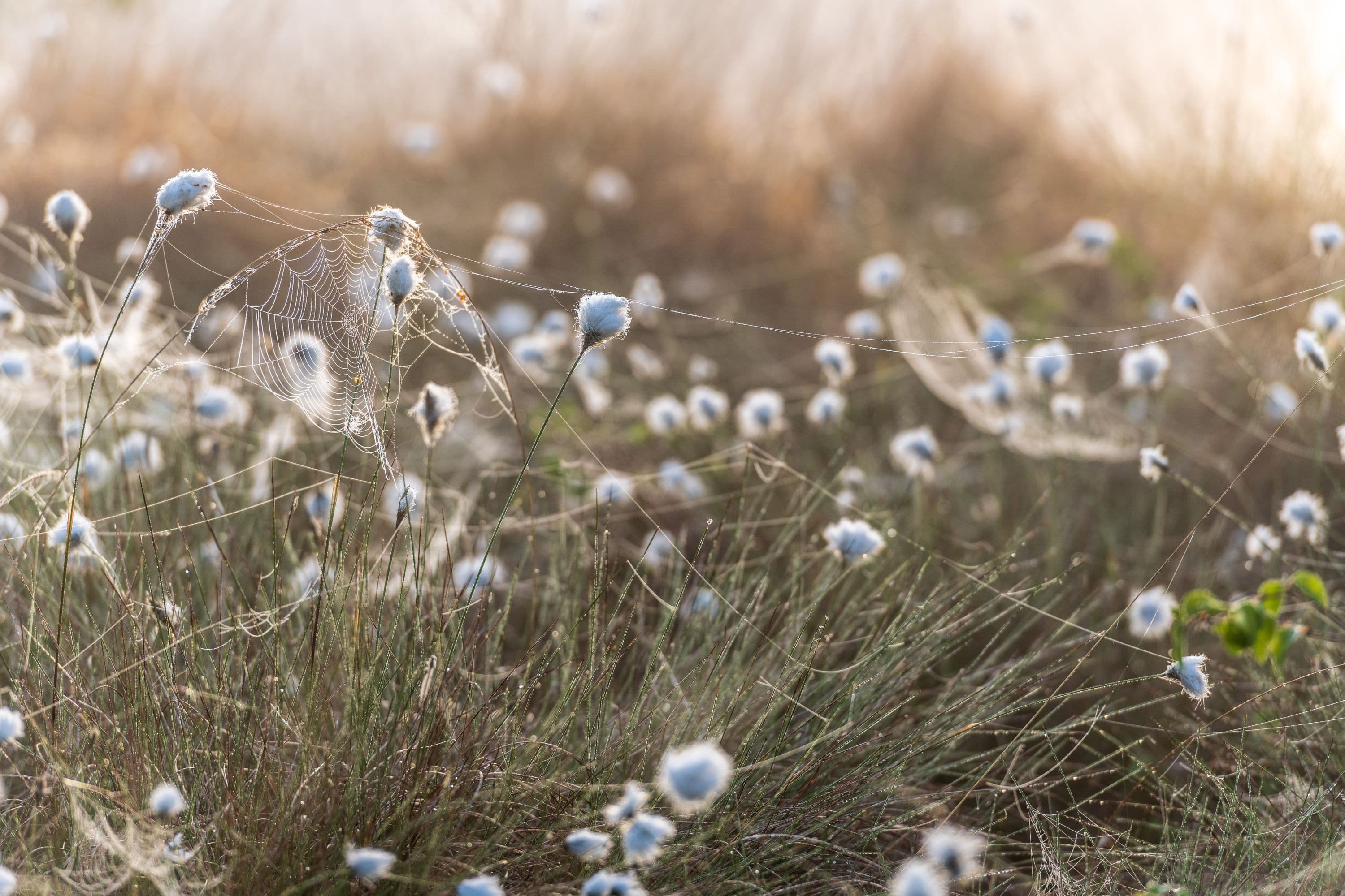 Spinnennetze zwischen der Wollgrasblüte im Pietzmoor in Schneverdingen in der Lüneburger Heide