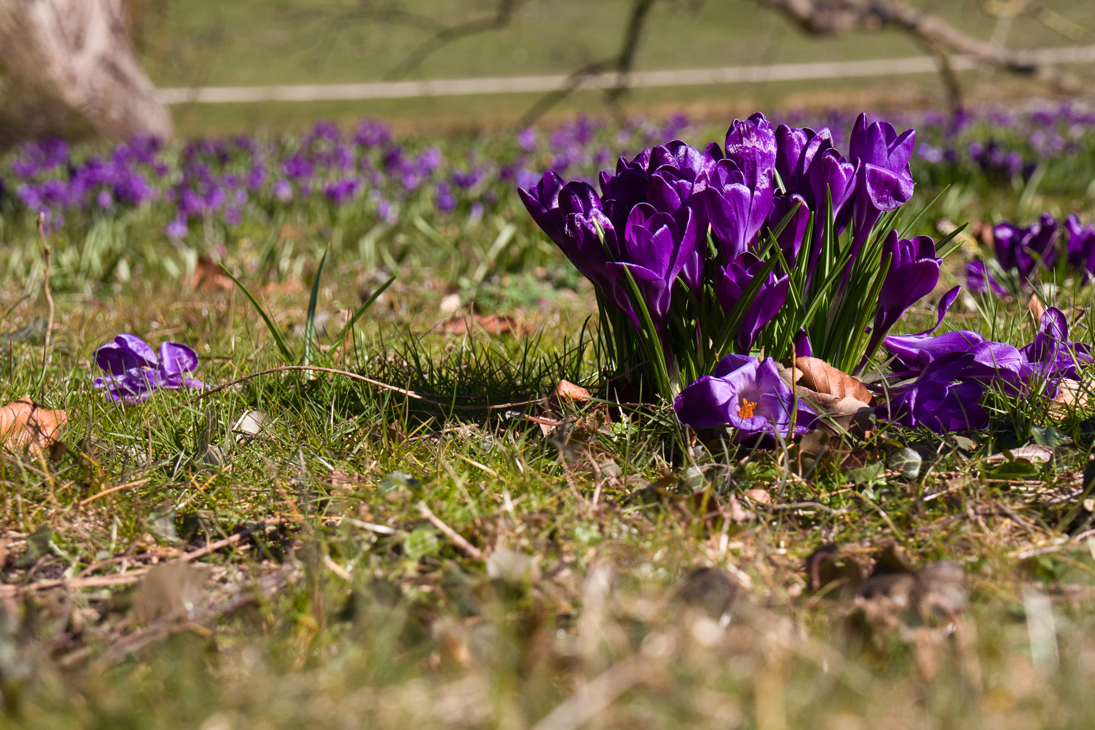 lila Krokusse blühen im Februar / März in der ganzen Region