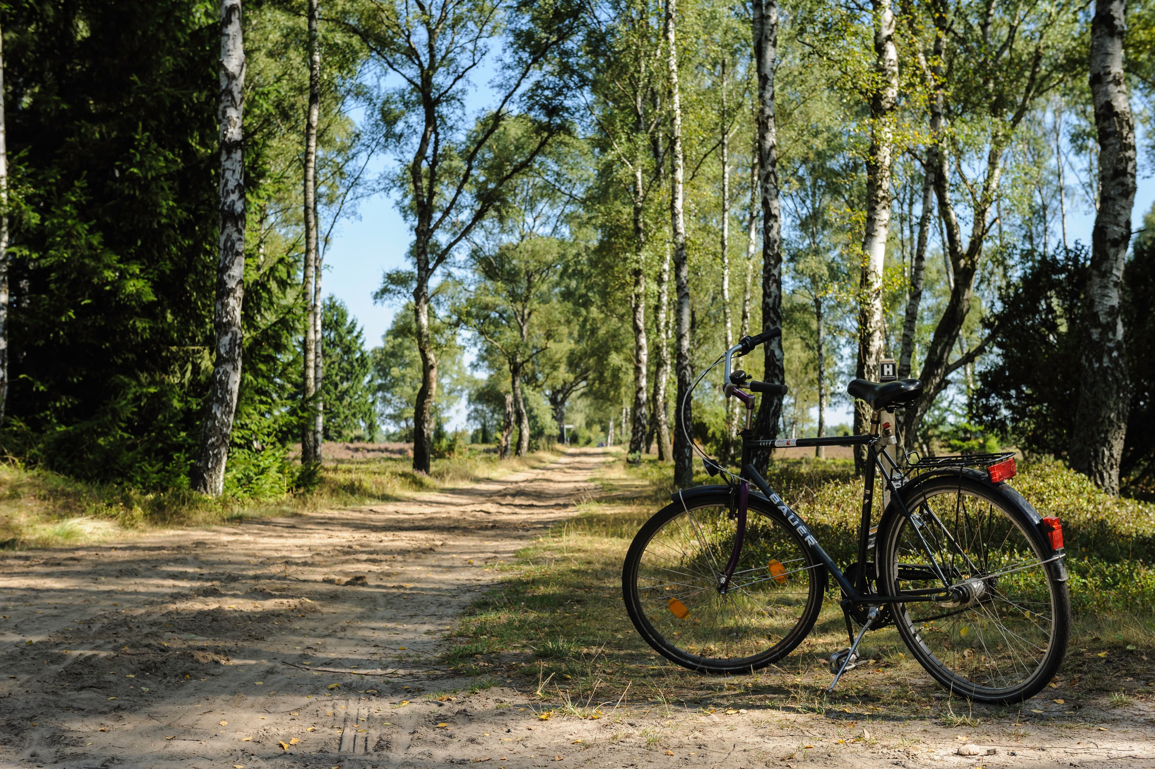 Radweg durch einen Wald in der Lüneburger Heide