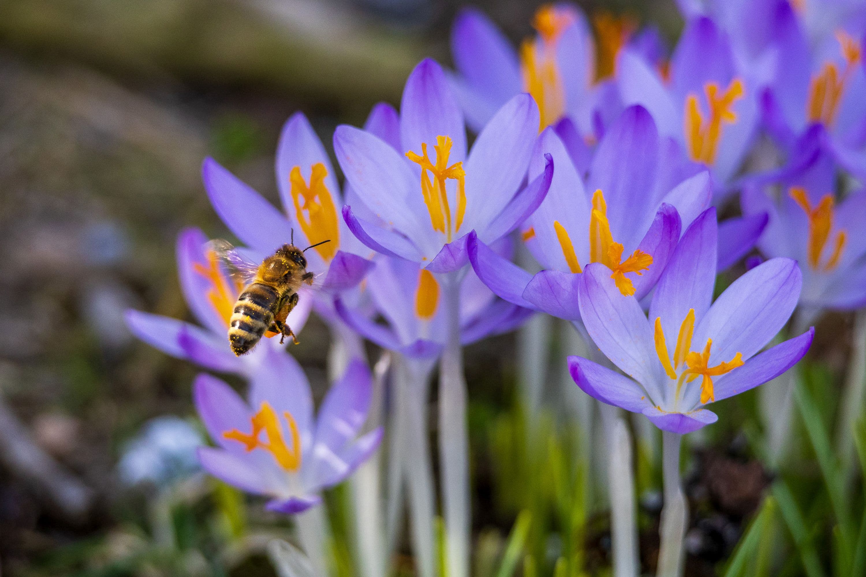 Krokusse im Frühling am Wanderweg durch die Oberoher Heide in der Lüneburger Heide
