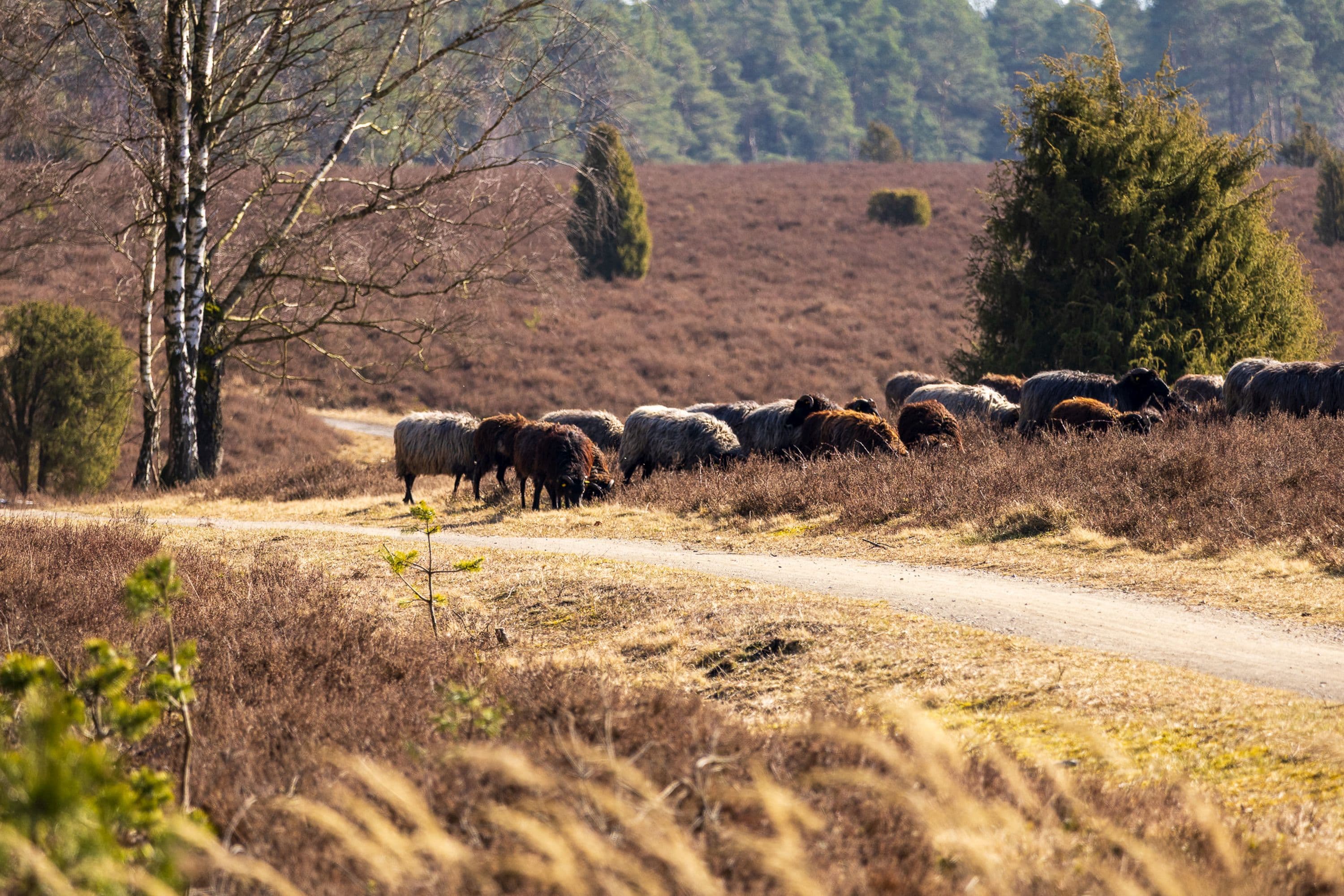Heidschnuckenherde am Wanderweg W5 Kieselgur in der Südheide in der Lüneburger Heide zum Frühlingsanfang