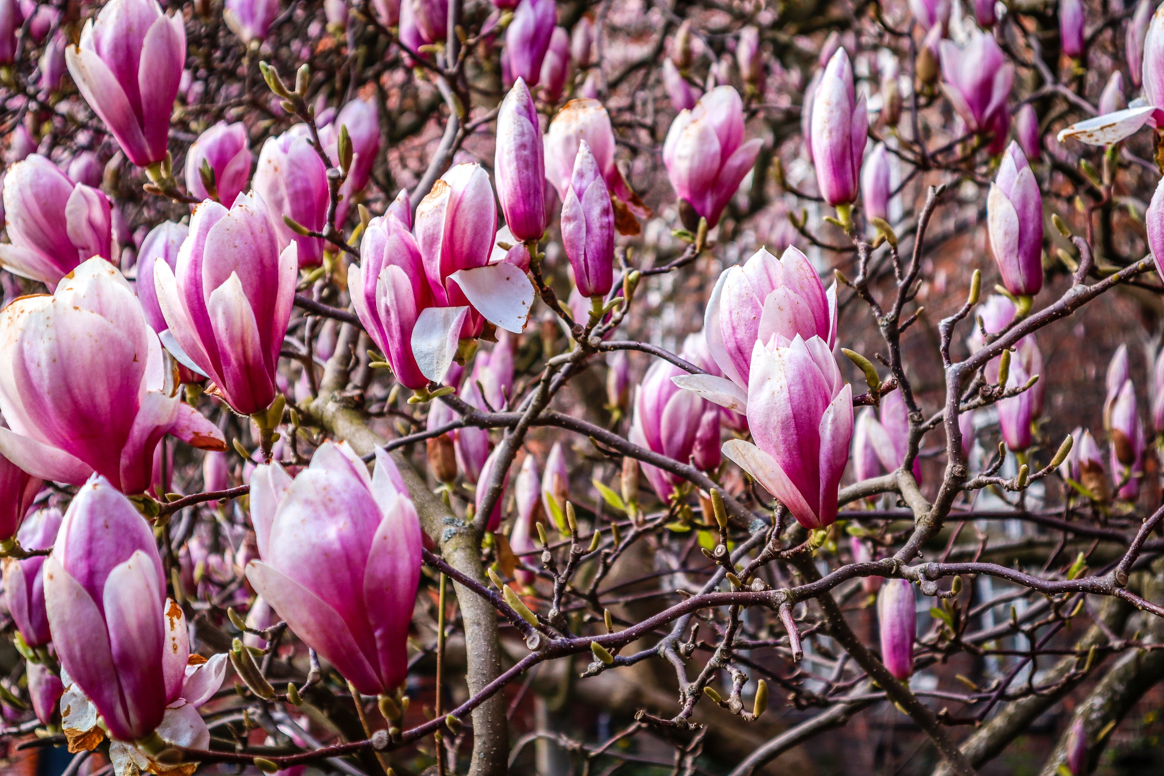 Magnolienblüte im April 2021