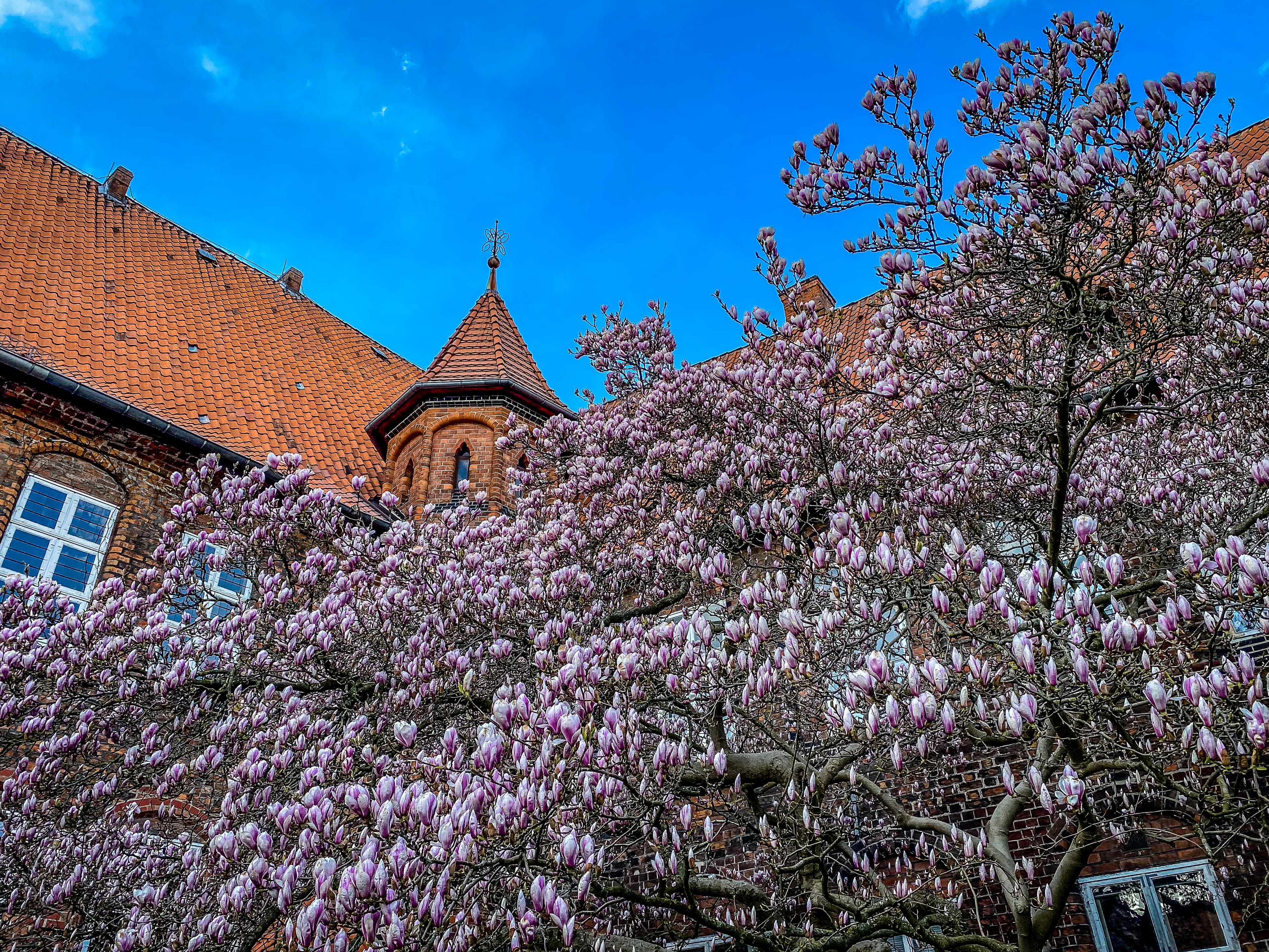 Der Lüneburger Rathausgarten im Frühling