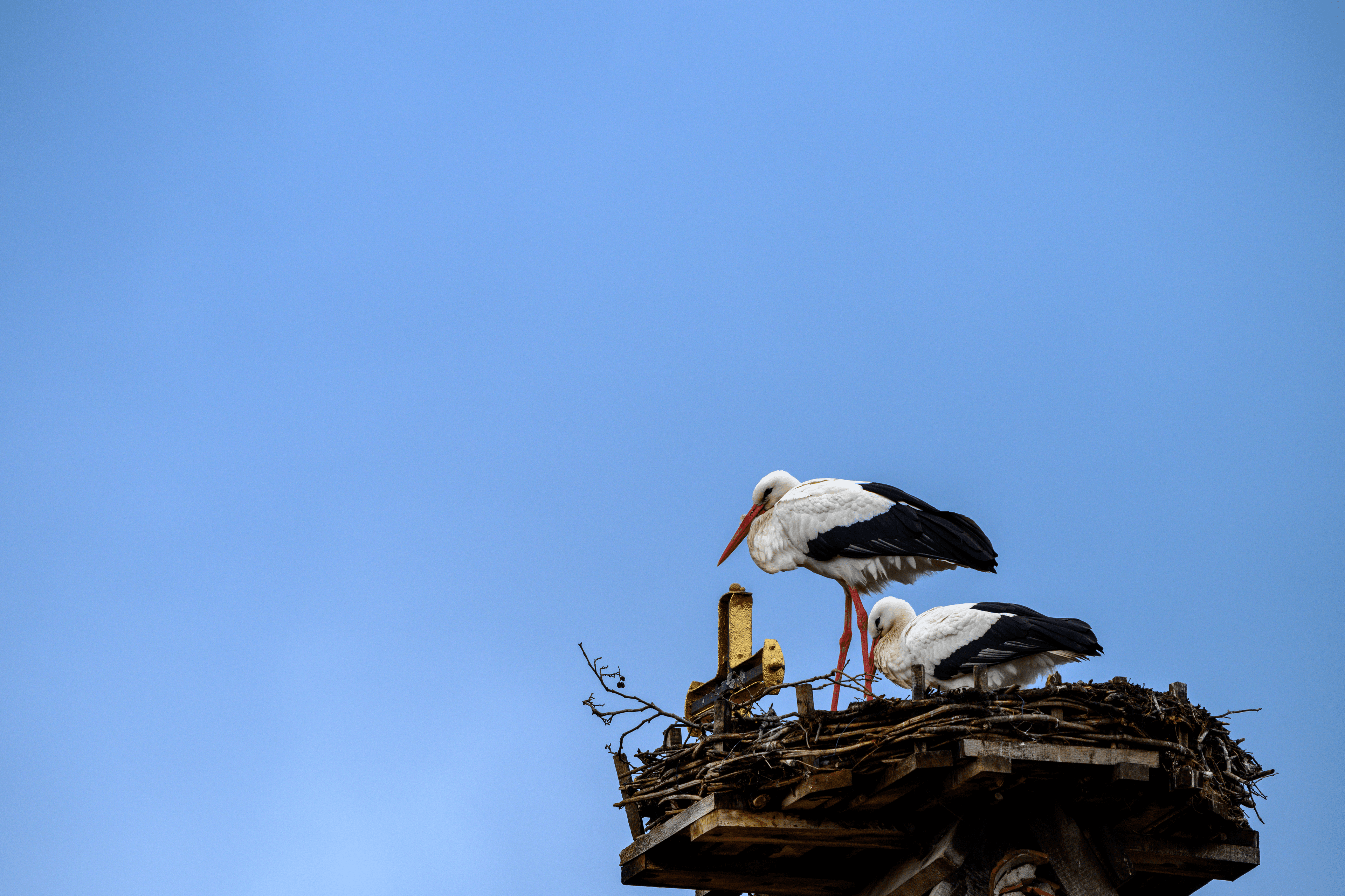 Ein Storchennest in Adelheidsdorf