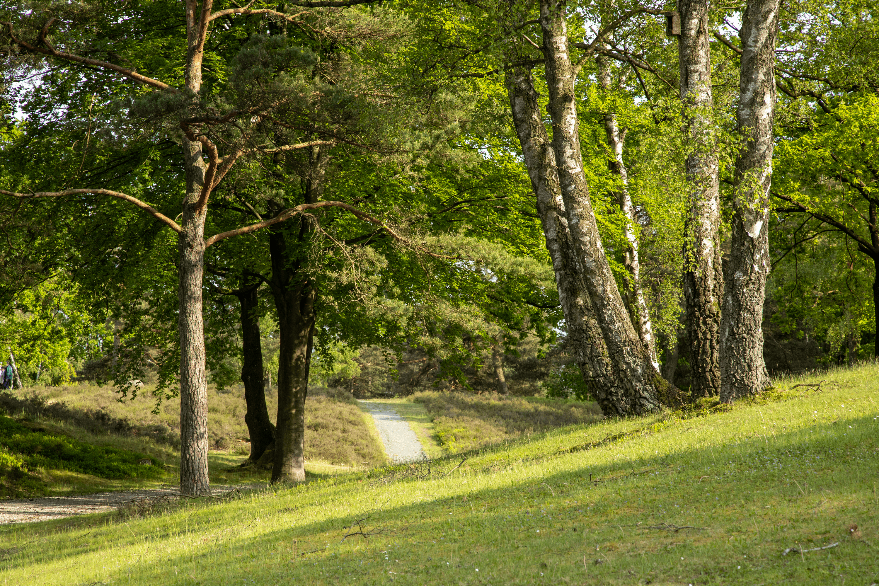 der höpen in schneverdingen ist ein tolles wandergebiet, es geht auch durch den wald