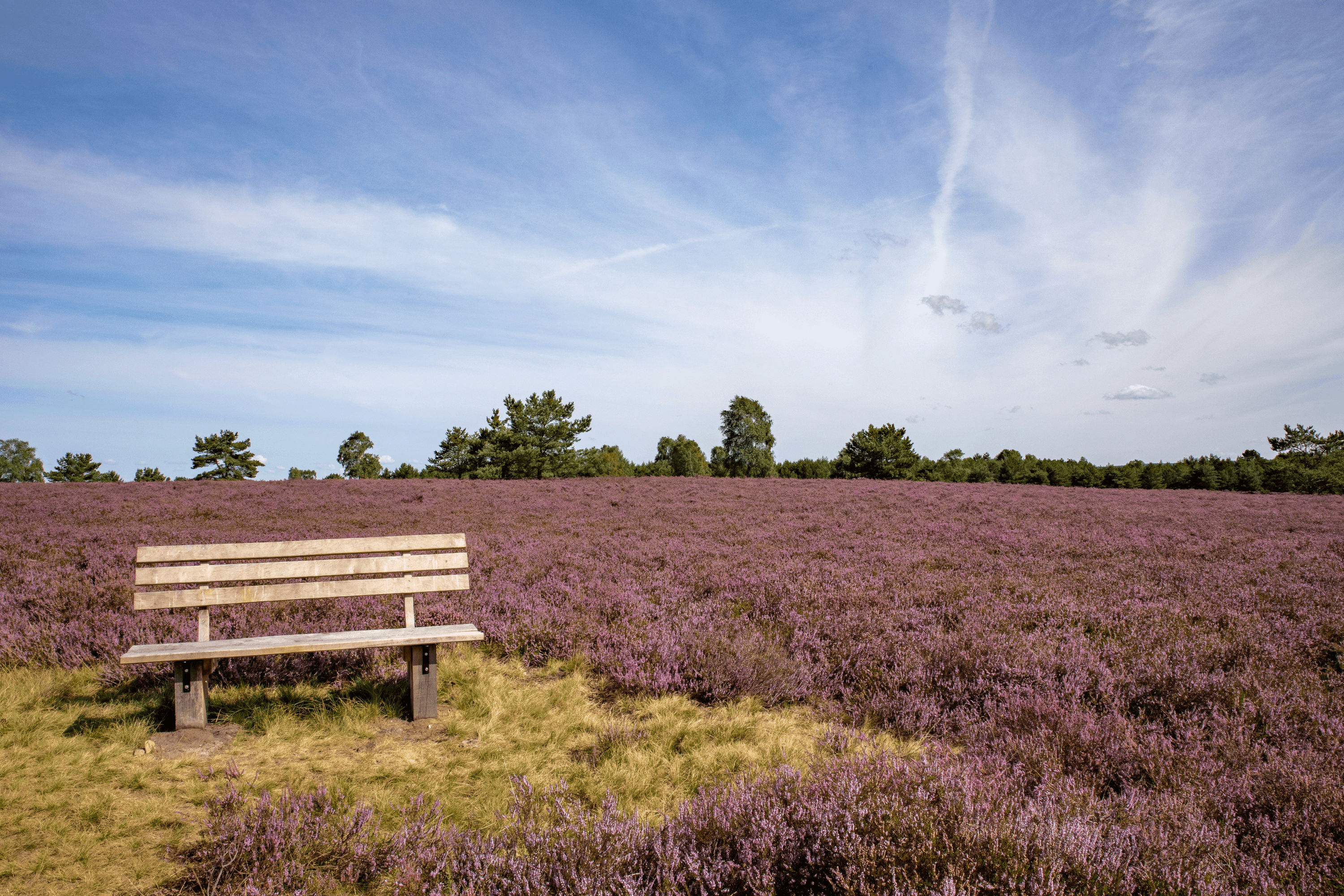 eine tolle heidefläche ist der höpen in schneverdingen