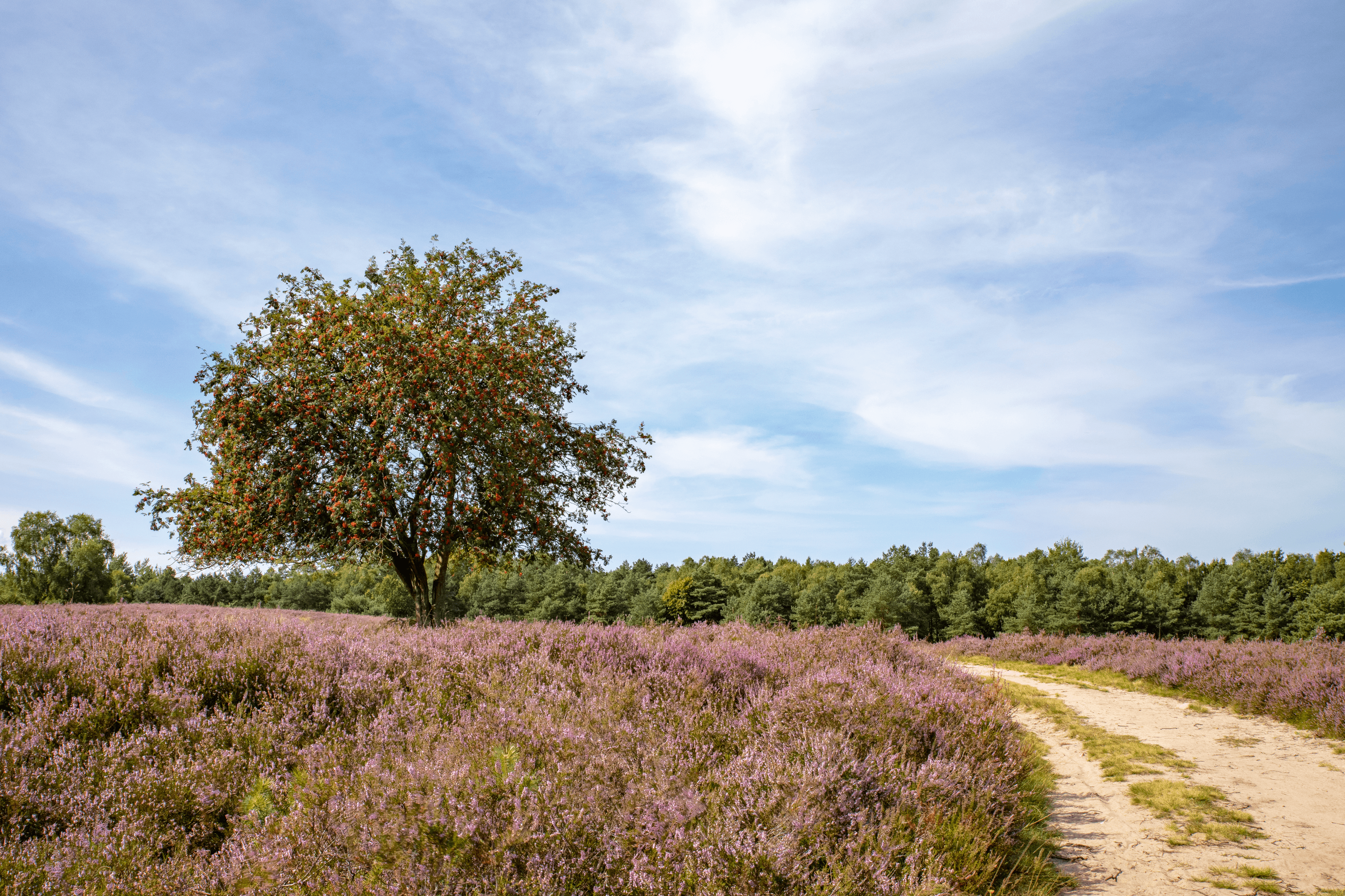 die heidefläche am höpen in schneverdingen ist leicht hügelig