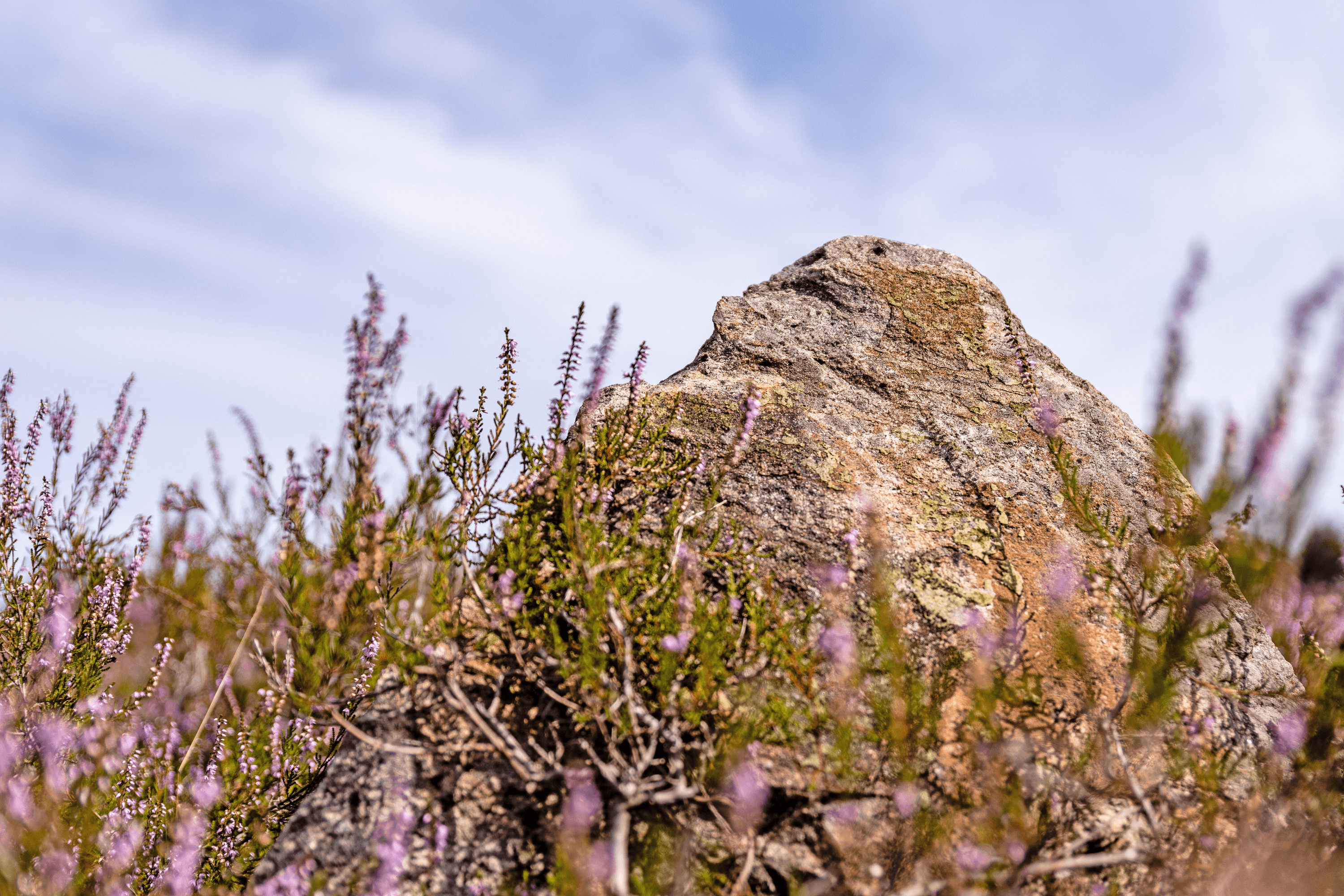 der höpen in schneverdingen ist eine wunderbar blühende heidefläche