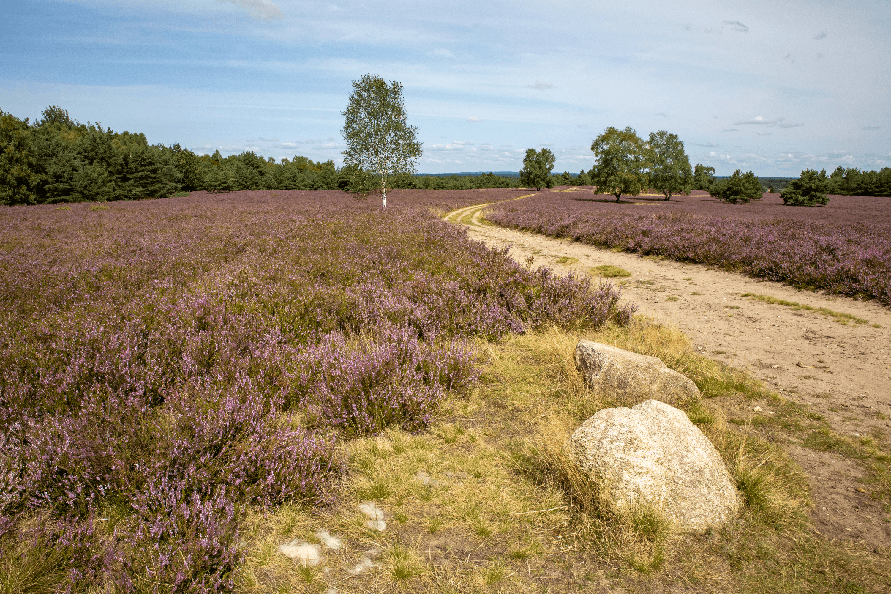 wandern am höpen in schneverdingen durch die heide