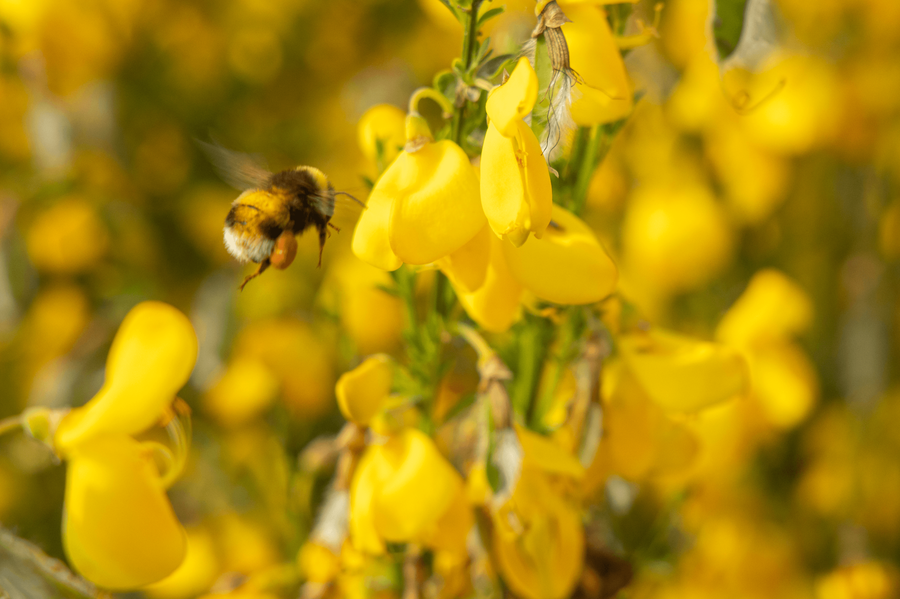 wunderbare ginsterblüte am höpen in schneverdingen
