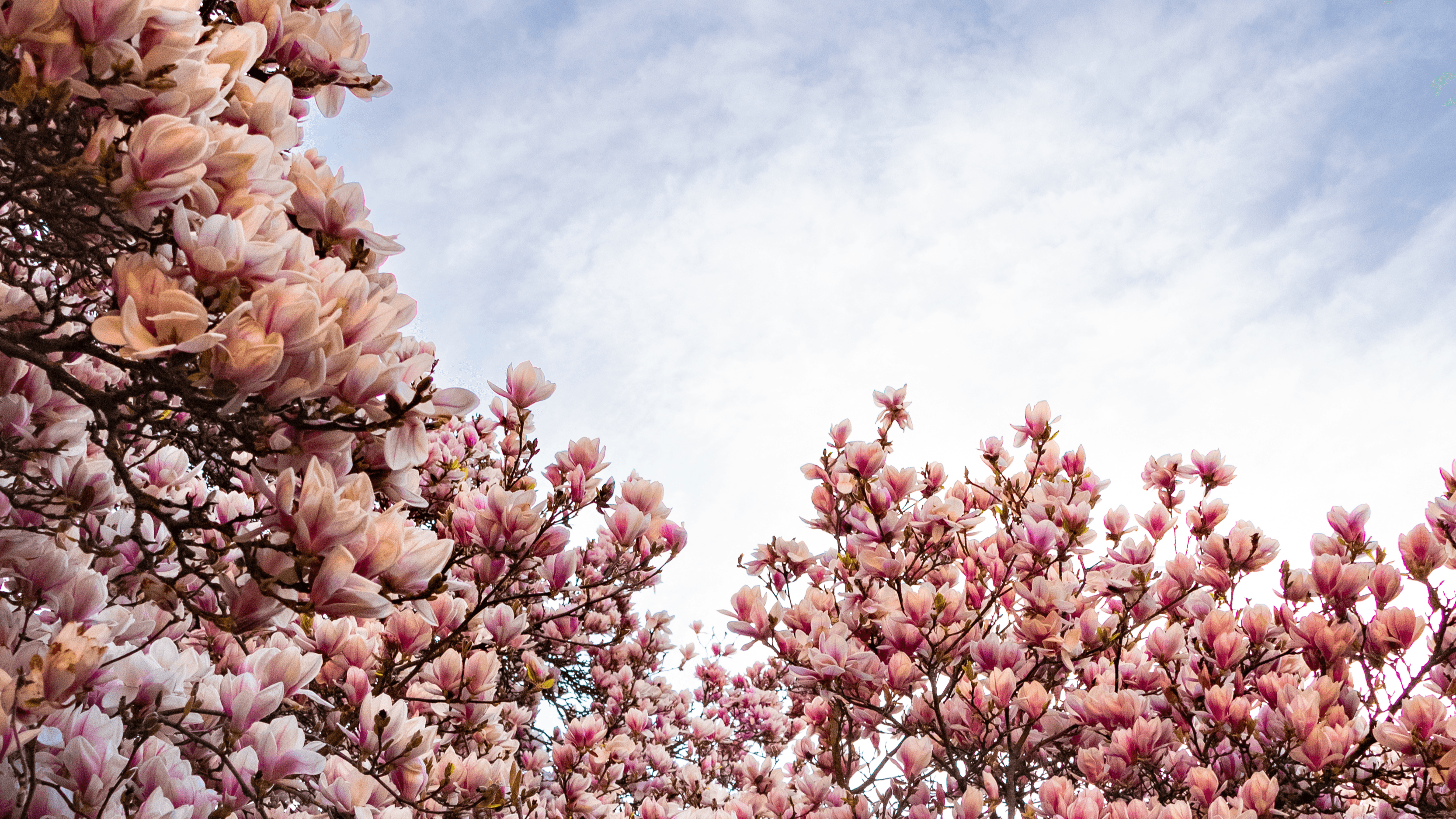 blühende Magnolien am Rathaus Lüneburg