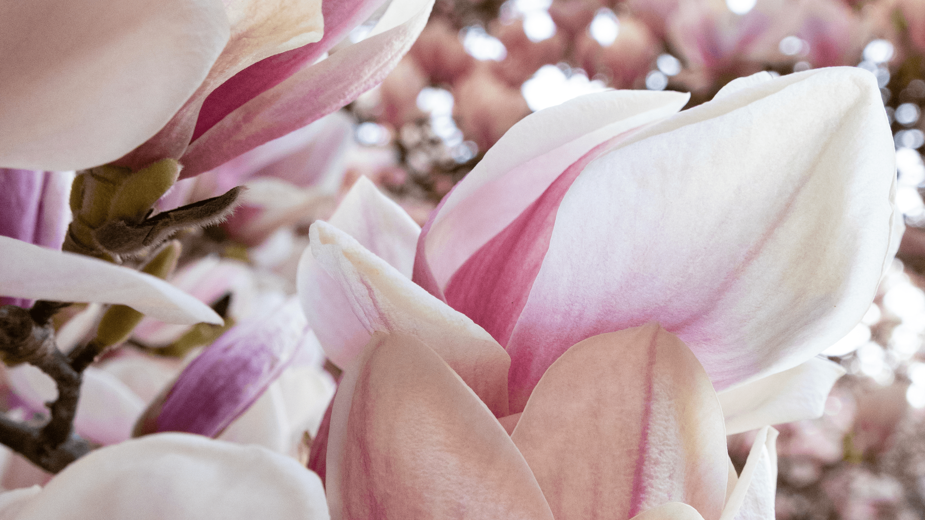 Magnolienblüte in Lüneburg im April