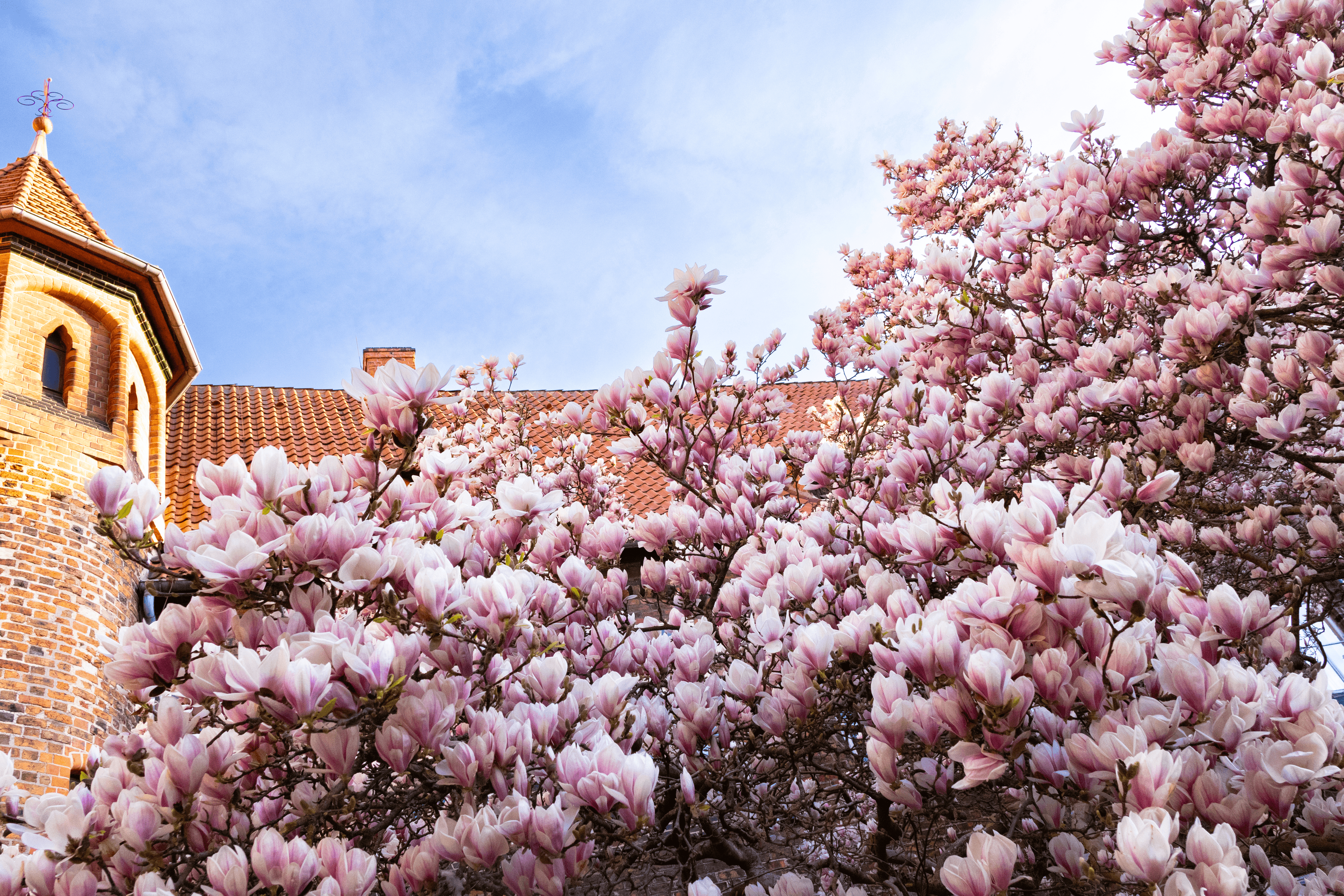 Im Rathausgarten des Rathauses Lüneburg blühen zahlreiche Magnolien im April