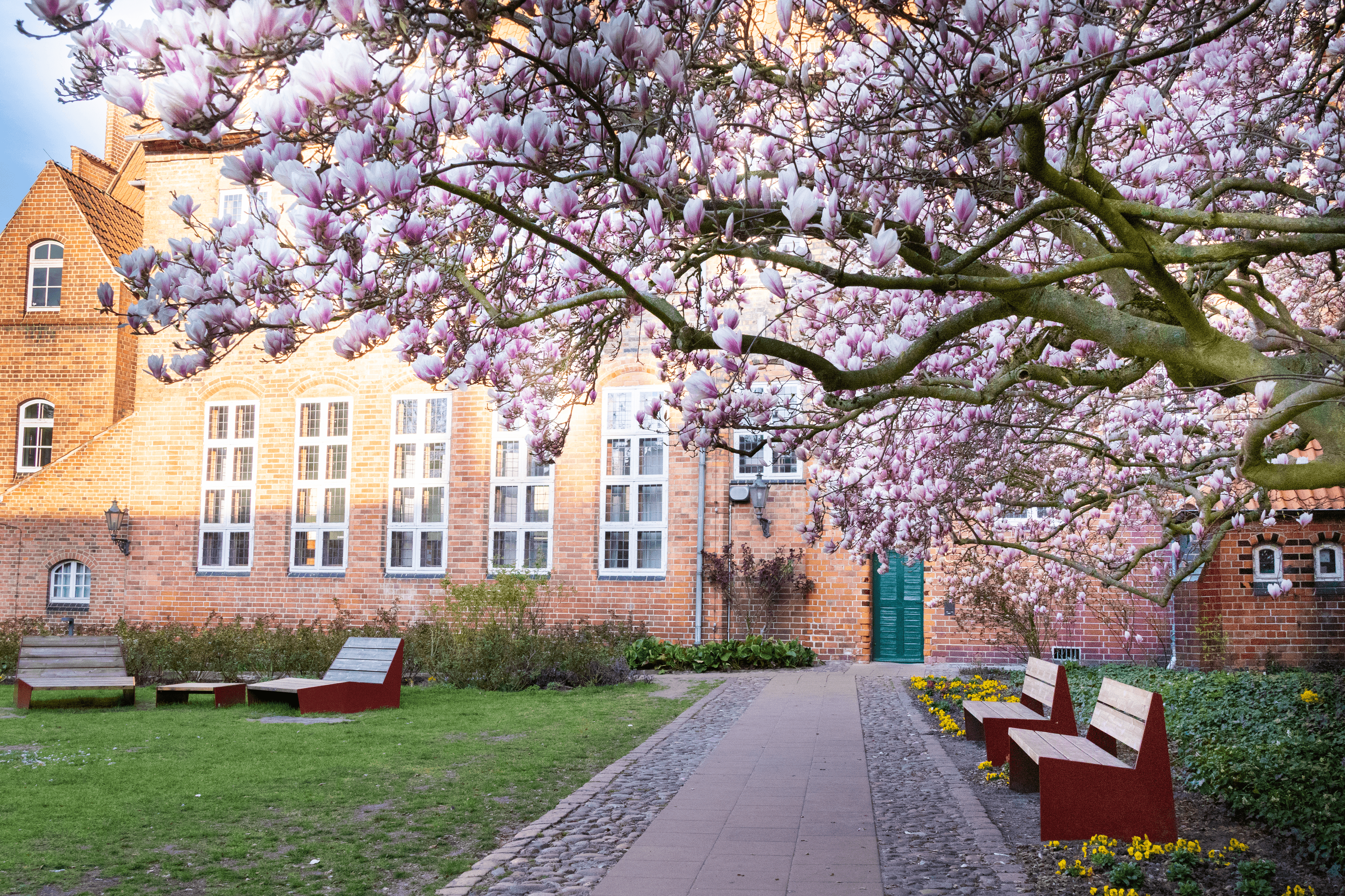 großer Magnolienbaum vor dem Lüneburger Rathaus in Blüte