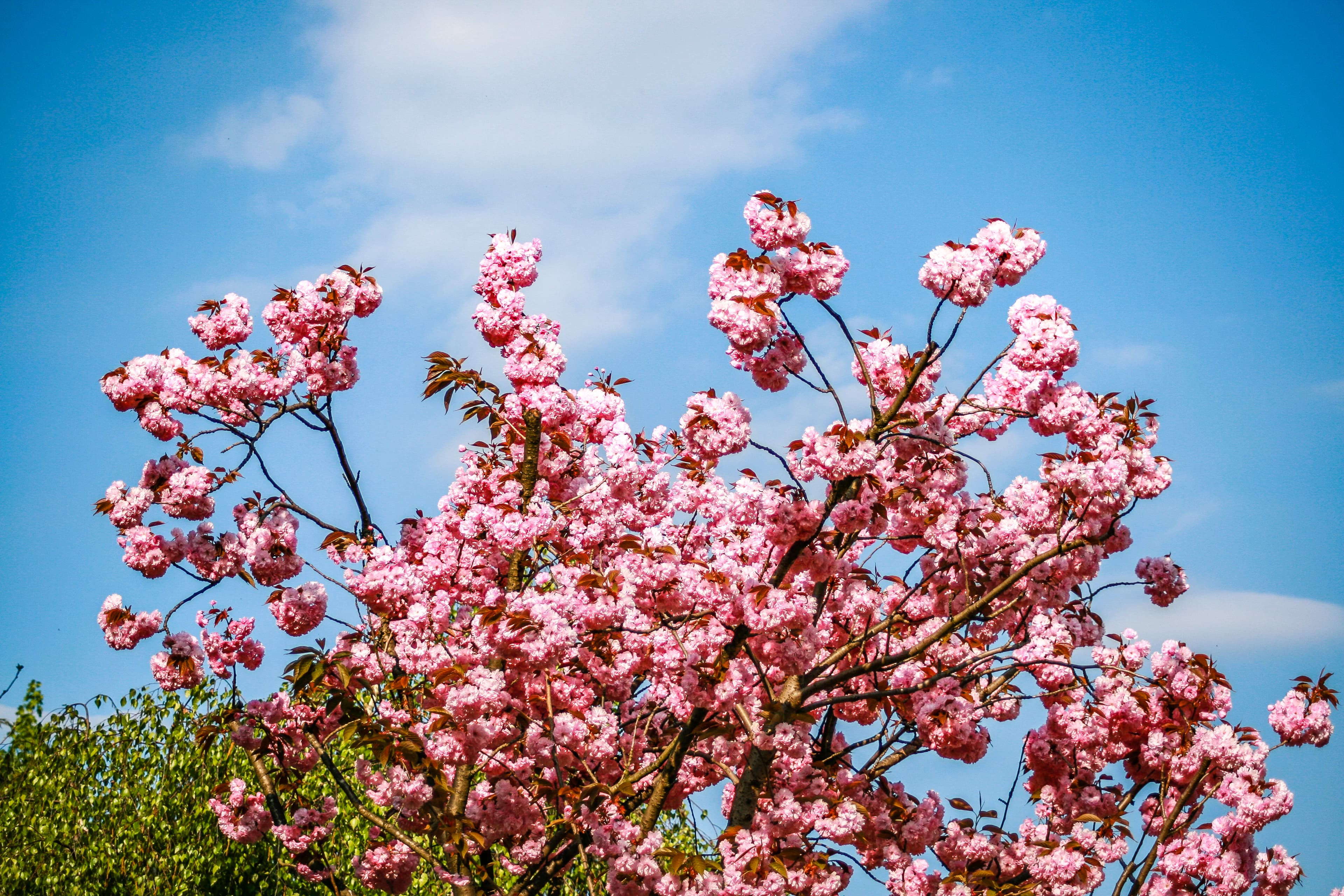 rosa Blühender Kirschbaun