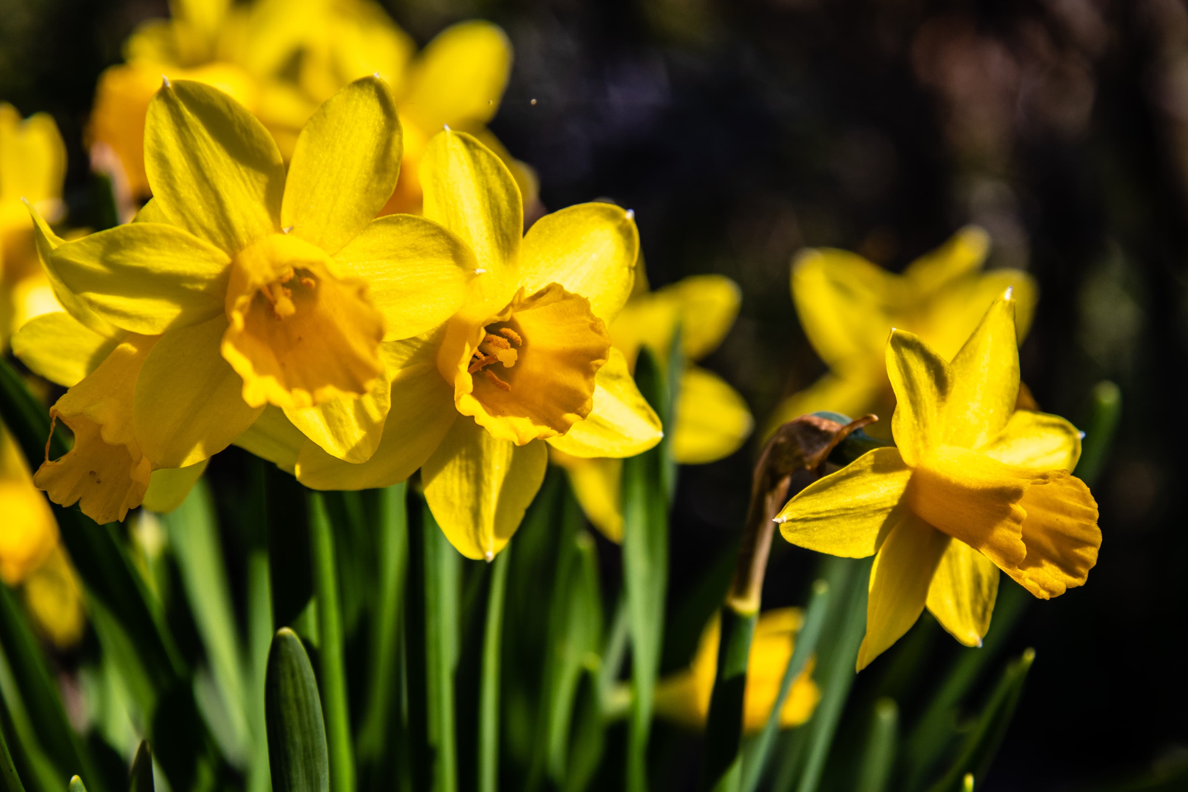 Narzissen im Frühjahr in der Lüneburger Heide