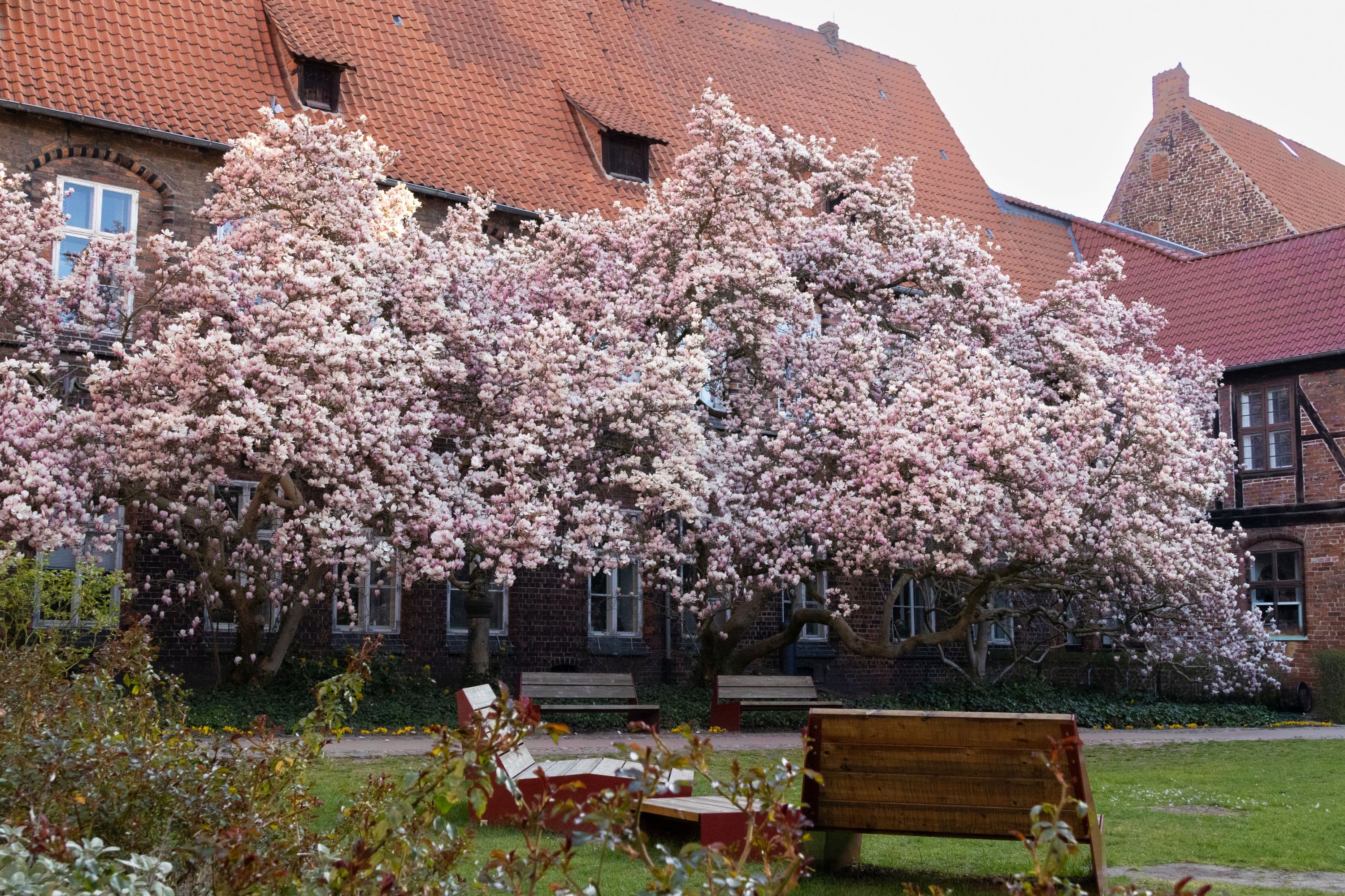 Magnolienblüte im Rathausgarten in Lüneburg im Frühling in der Lüneburger Heide
