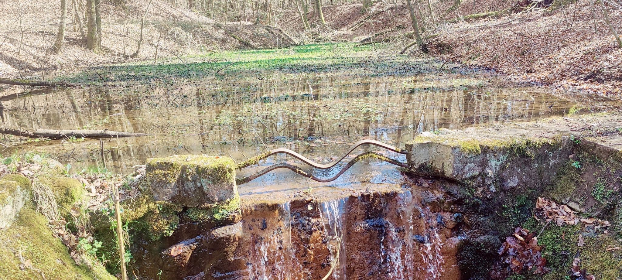 Mystische Quelle im Wald der Lüneburger Heide