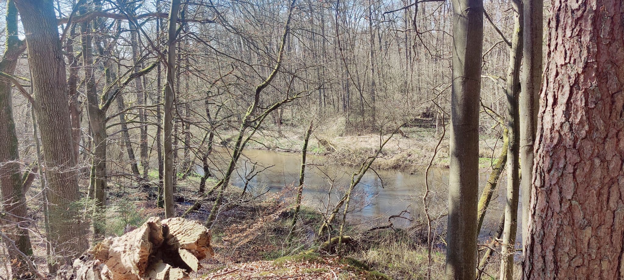 Frühlingsblick auf die Ilmenau bei Medingen