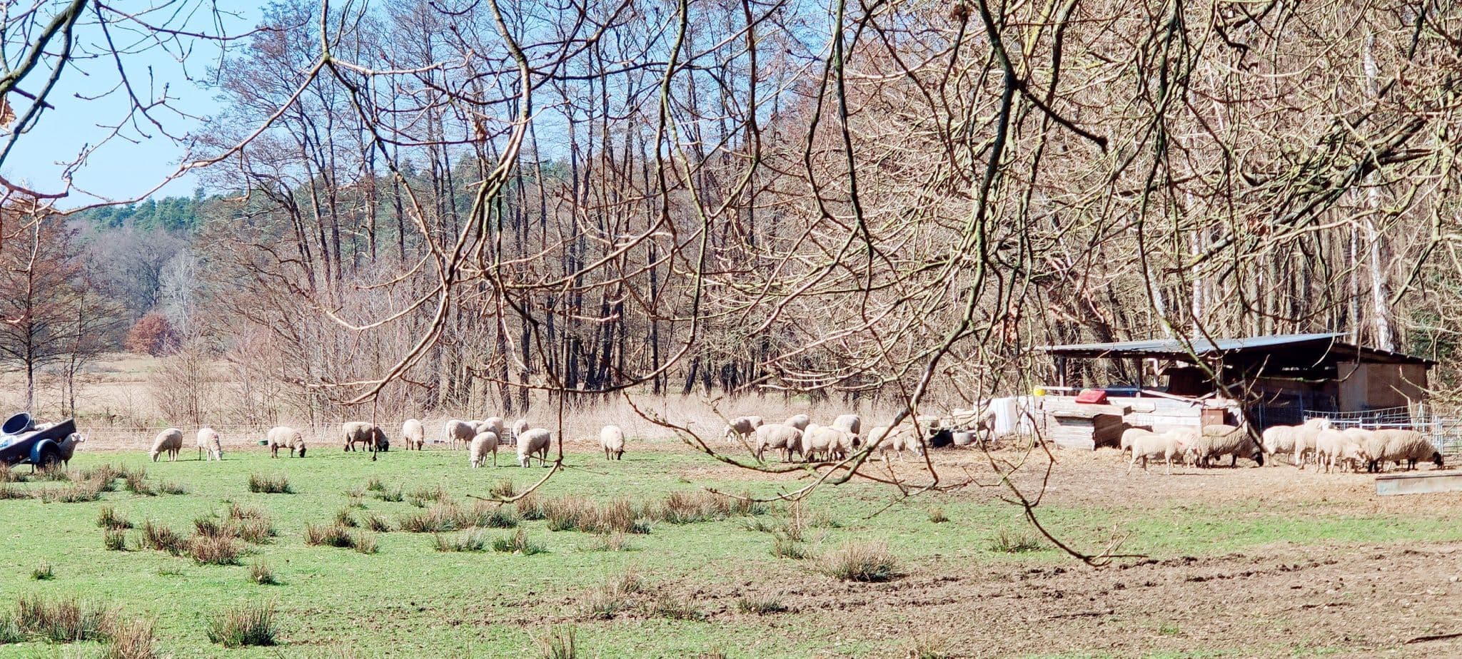 Weidende Schafe bei Medingen